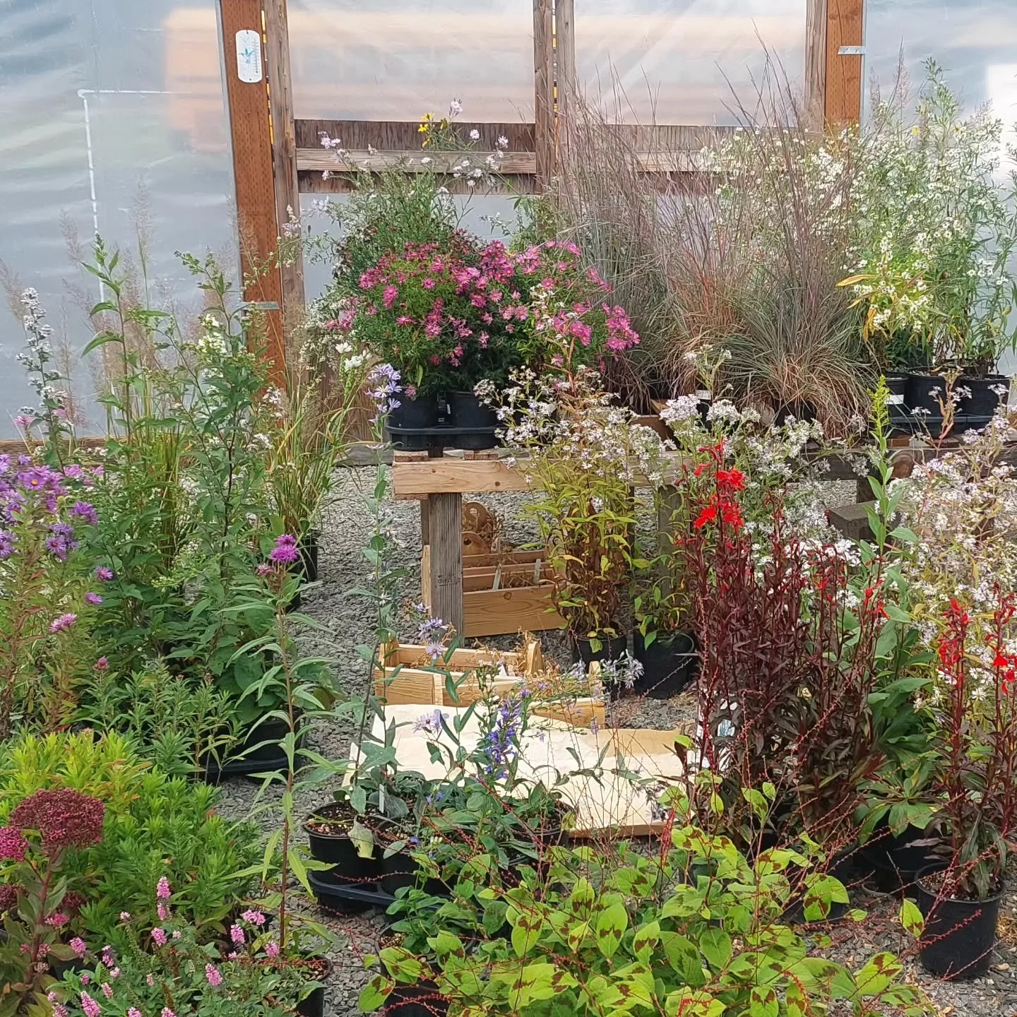 The plants, botanical frames, and our beloved mascot are all in the car and we're headed north for PlantFest!

#plantsale #oregonnursery #hardyplantsocietyoregon