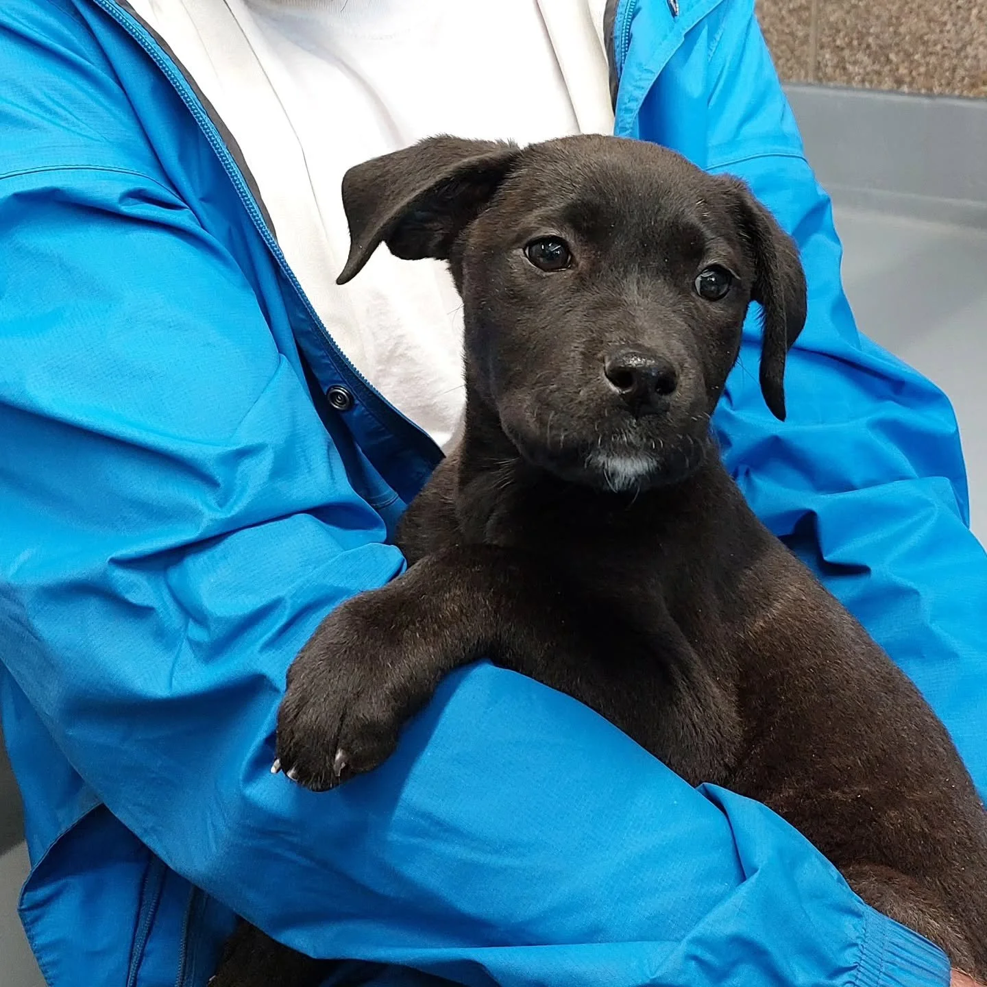 We've been on a bit of a social media hiatus this last fall and winter, but it's for a very good reason: we've added another black dog to our family! Black with a charming bit of brindle to be precise. Dodo is her name. You'll see her now along with 