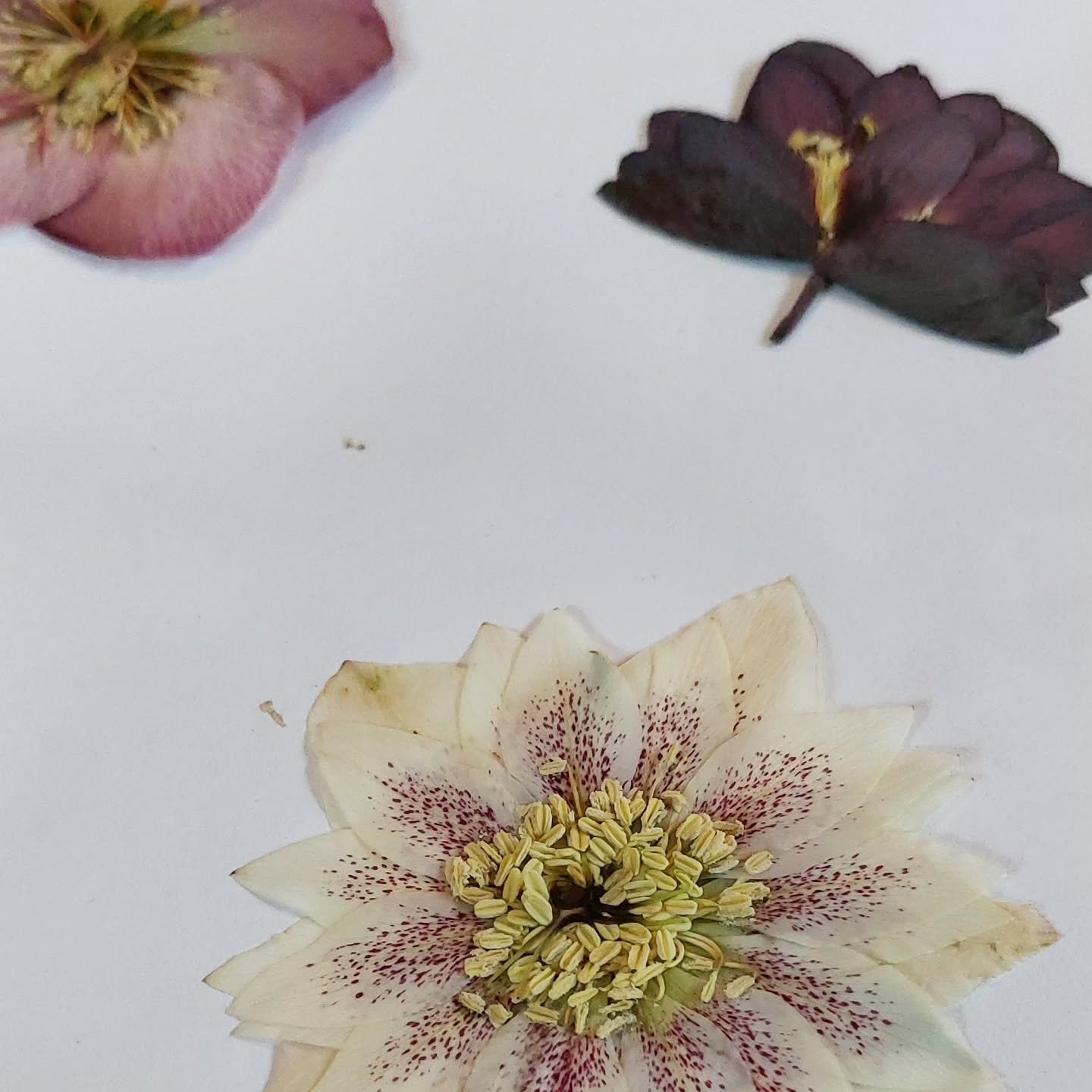 A little sneak peek of the latest small batch of pressed flowers. 

#eugenegardens #botanicalart #eugenenursery
