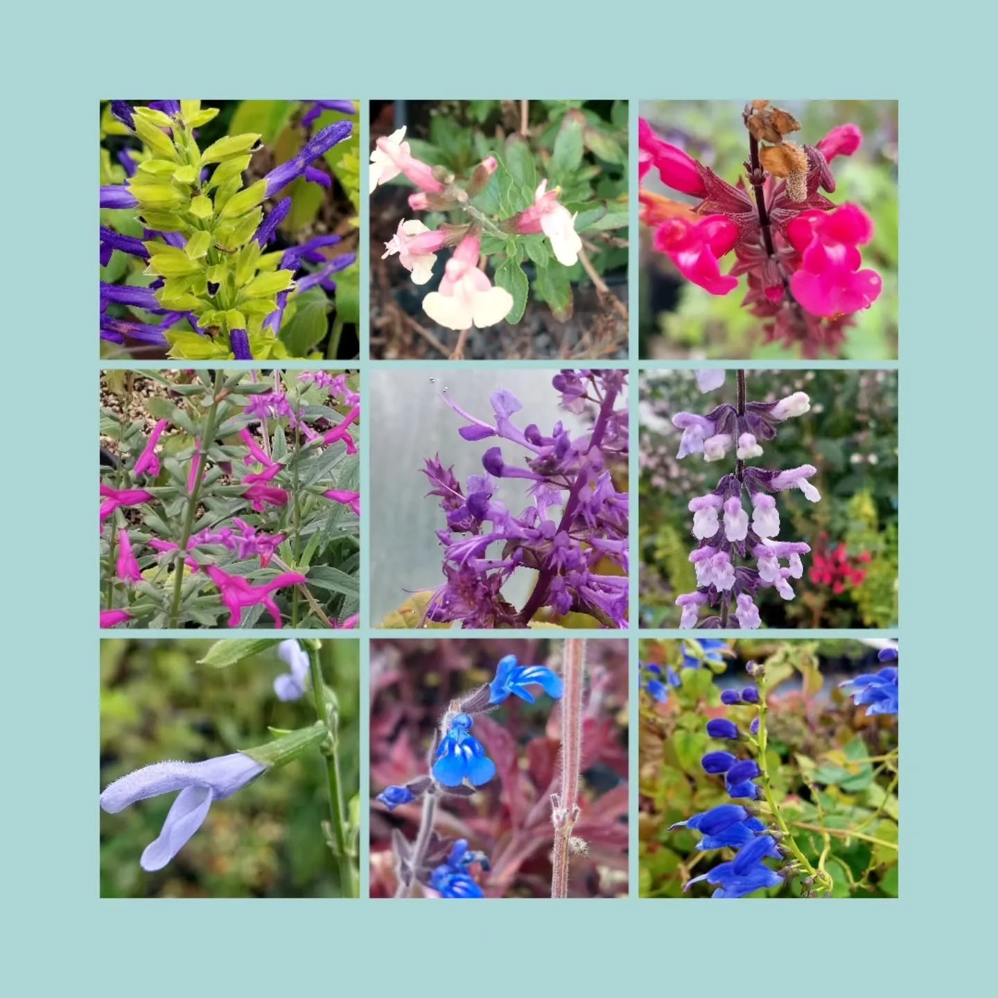 The salvias are coming...

#eugenenursery #hortlandia