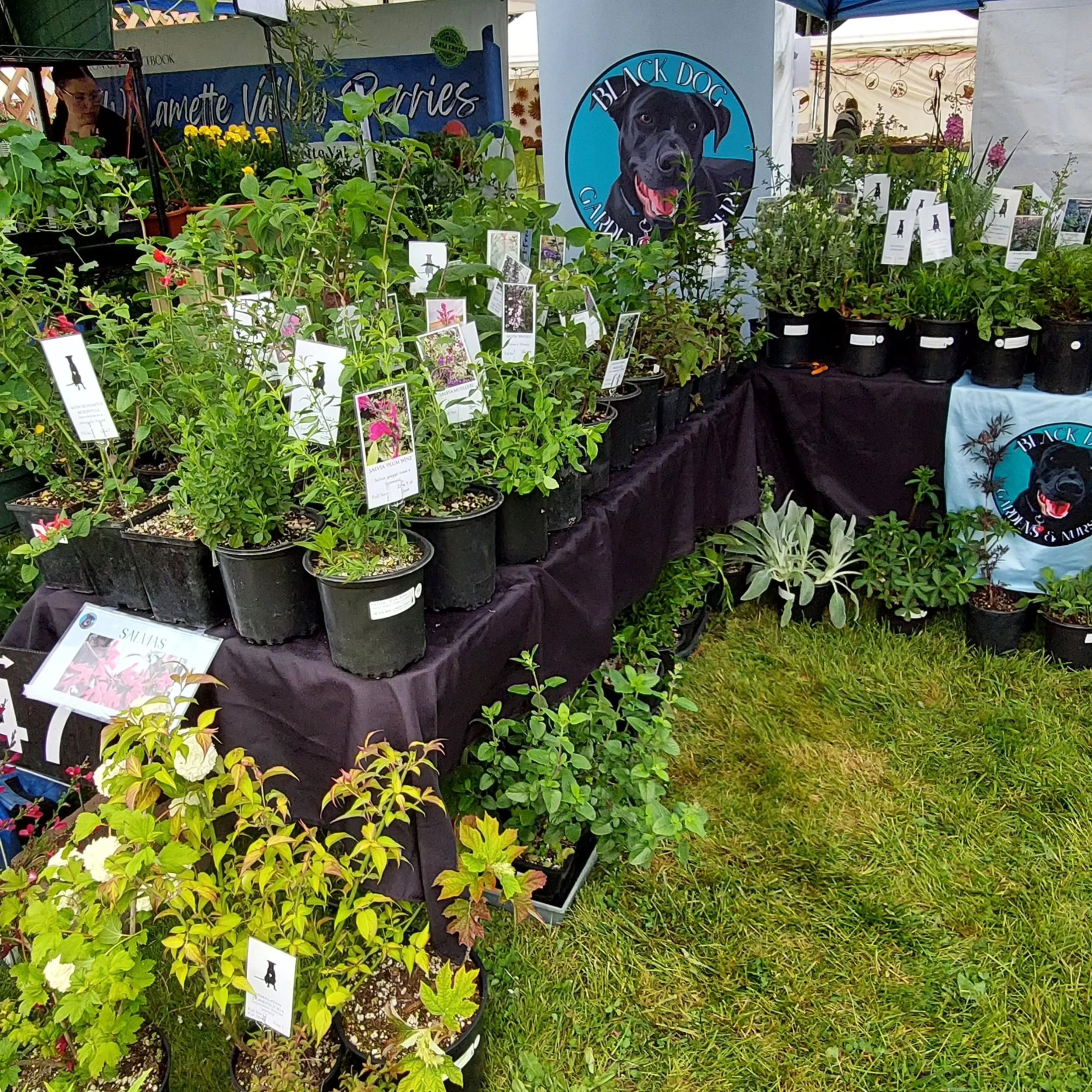 We're here at the Canby Spring Garden Fair! Plants as far as you can... 💚

#springgardenfair