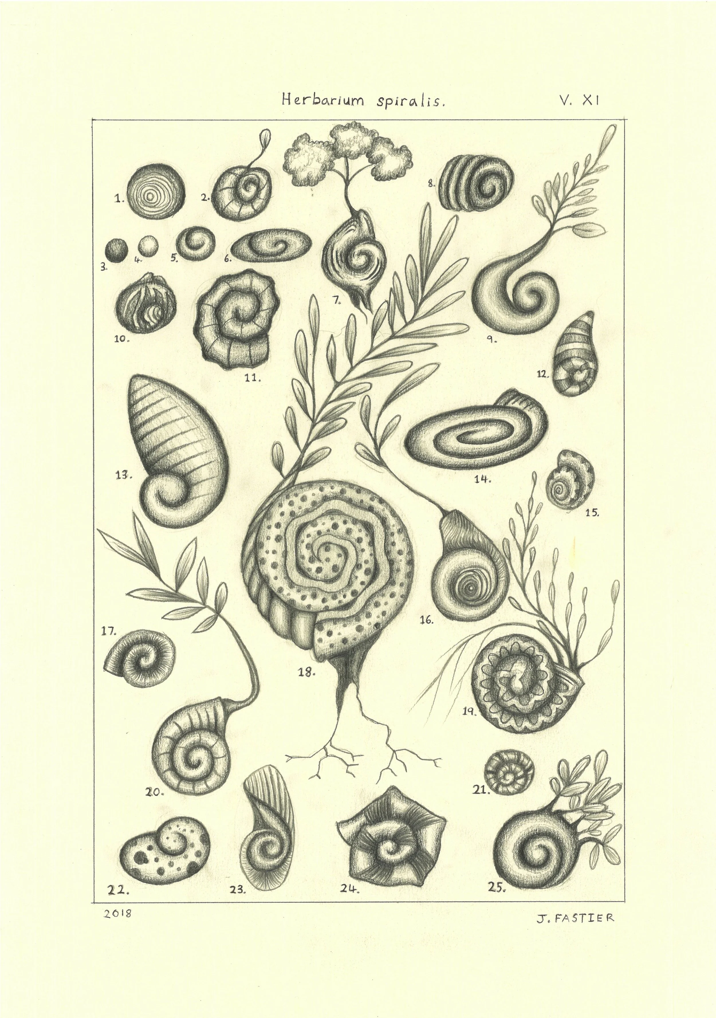 8. Herbarium Spiralis.jpg