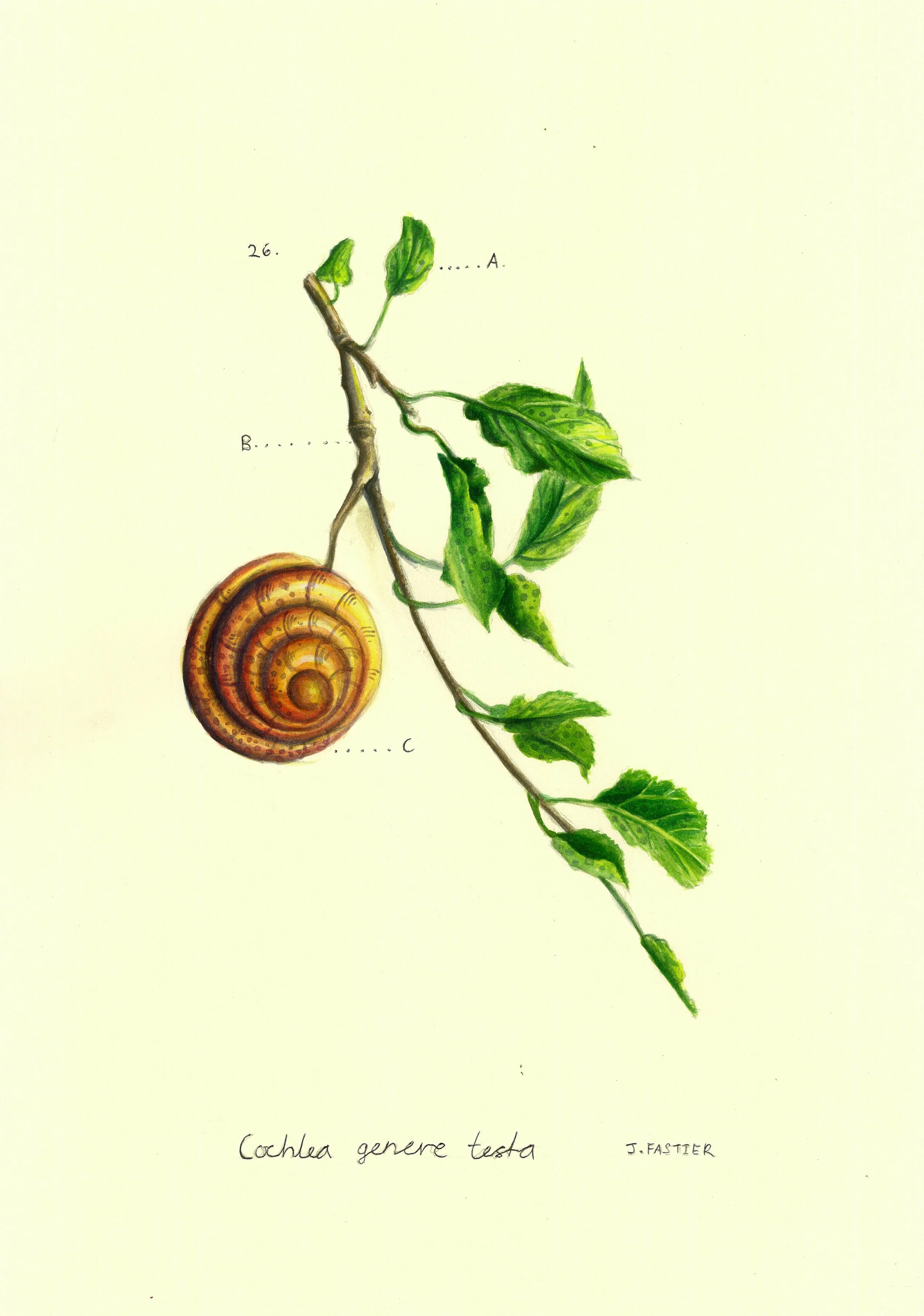 9. Cochlea Genere Testa.jpg