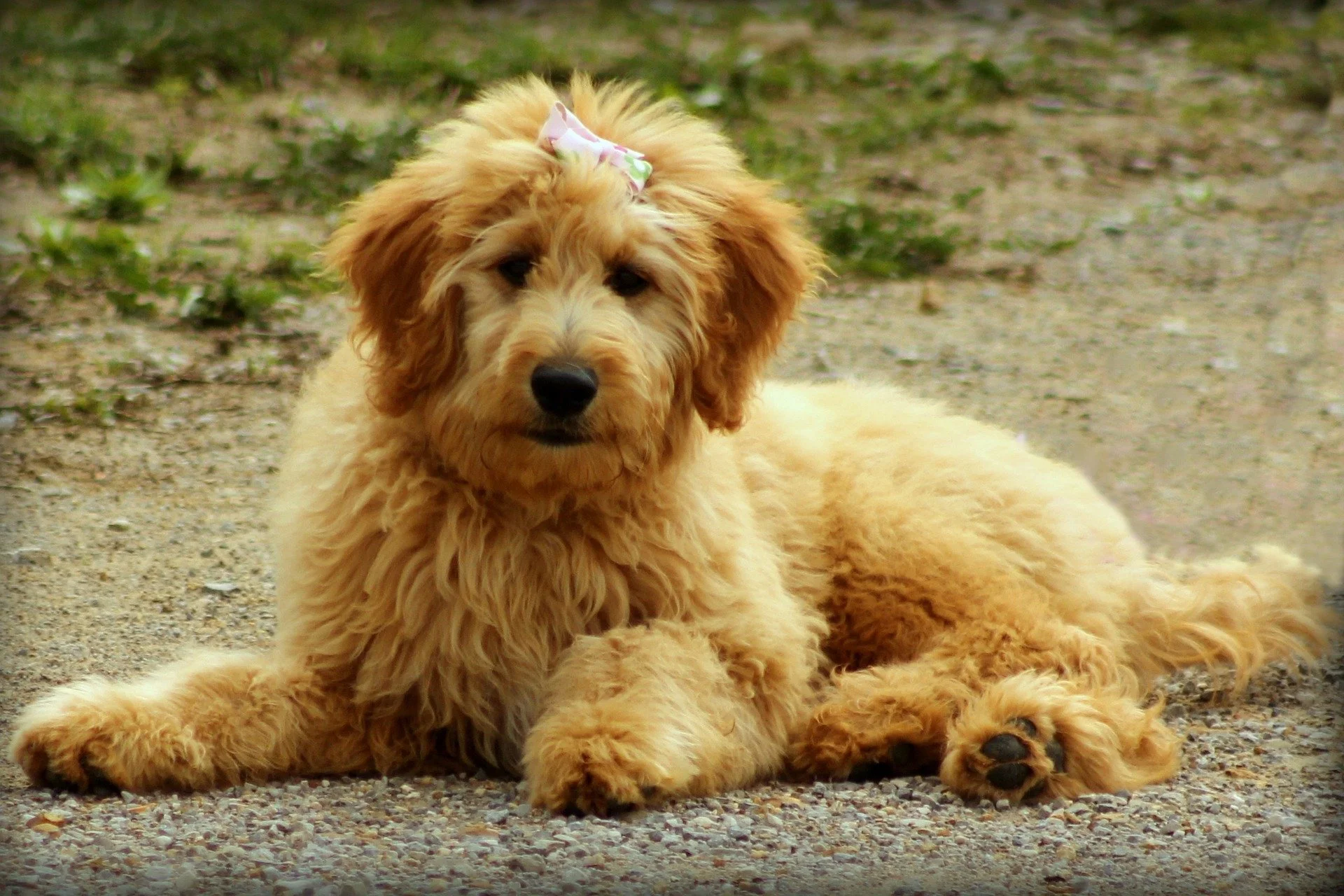 What Health Problems Do Mini Goldendoodles Have
