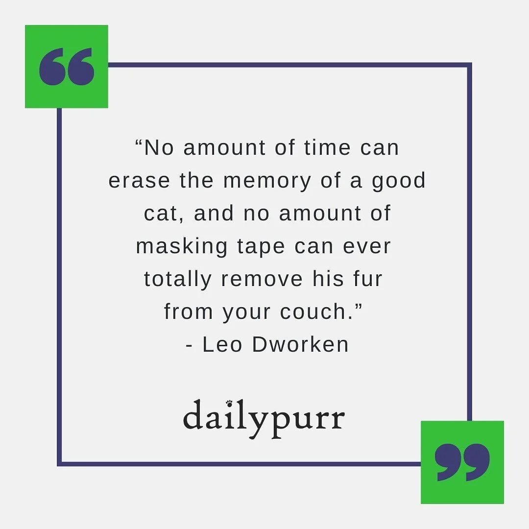 Two truths, no lies. π±π
dailypurrcats.com
#dailpurr #dailypurrcats #catnewsletter #catcontent #catquotes #catoftheday #catphotos #catfacts #dailycats #catsofinstagram #catstagram #cutecats #catnews #catfacts #catquotes #catlover #cat #catoftheday