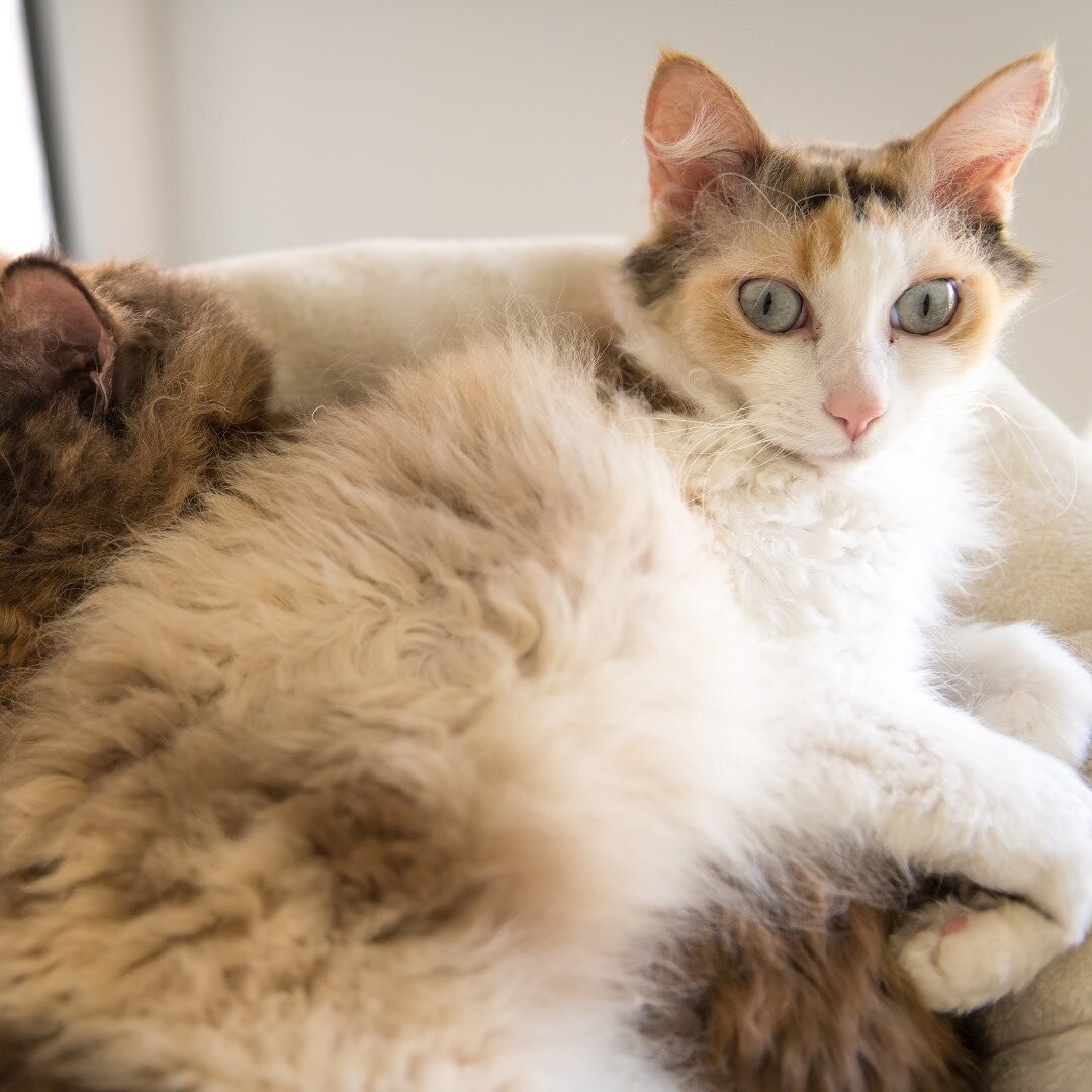 Have you heard of LaPerm cats?

These curly cuties are known for their distinctly wavy fur, love of cuddling, and high intelligence levels - some even like to play fetch!

Read more about the active and lovable LaPerms in today&rsquo;s Daily Purr 🐈 