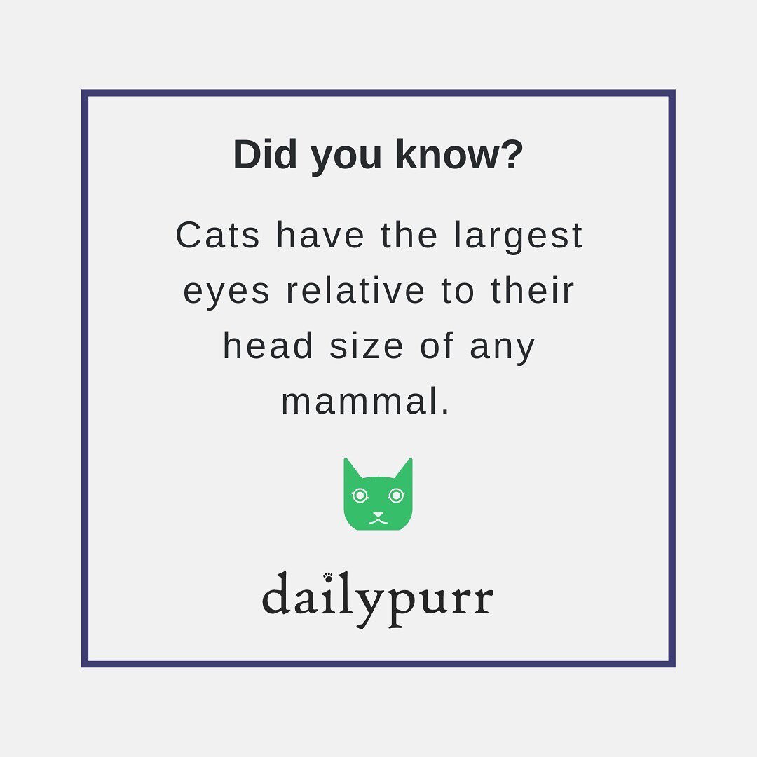 It’s true!
Not only that, cats’ slit pupils can open wider, close smaller, and change size faster than the circular pupils of many other mammals, allowing cats to see better in different levels of light.
π dailypurrcats.com
#dailpurr
