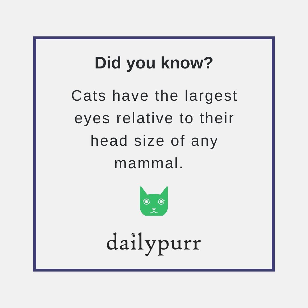 It&rsquo;s true!

Not only that, cats&rsquo; slit pupils can open wider, close smaller, and change size faster than the circular pupils of many other mammals, allowing cats to see better in different levels of light.

🐈 dailypurrcats.com

#dailpurr 