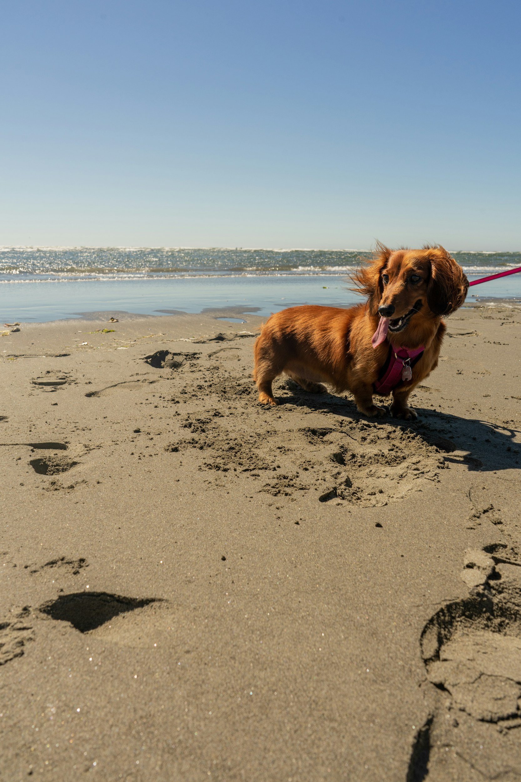 Why Pacific Beach Homeowners Trust Ecoclean Services for Carpet &amp; Upholstery Cleaning