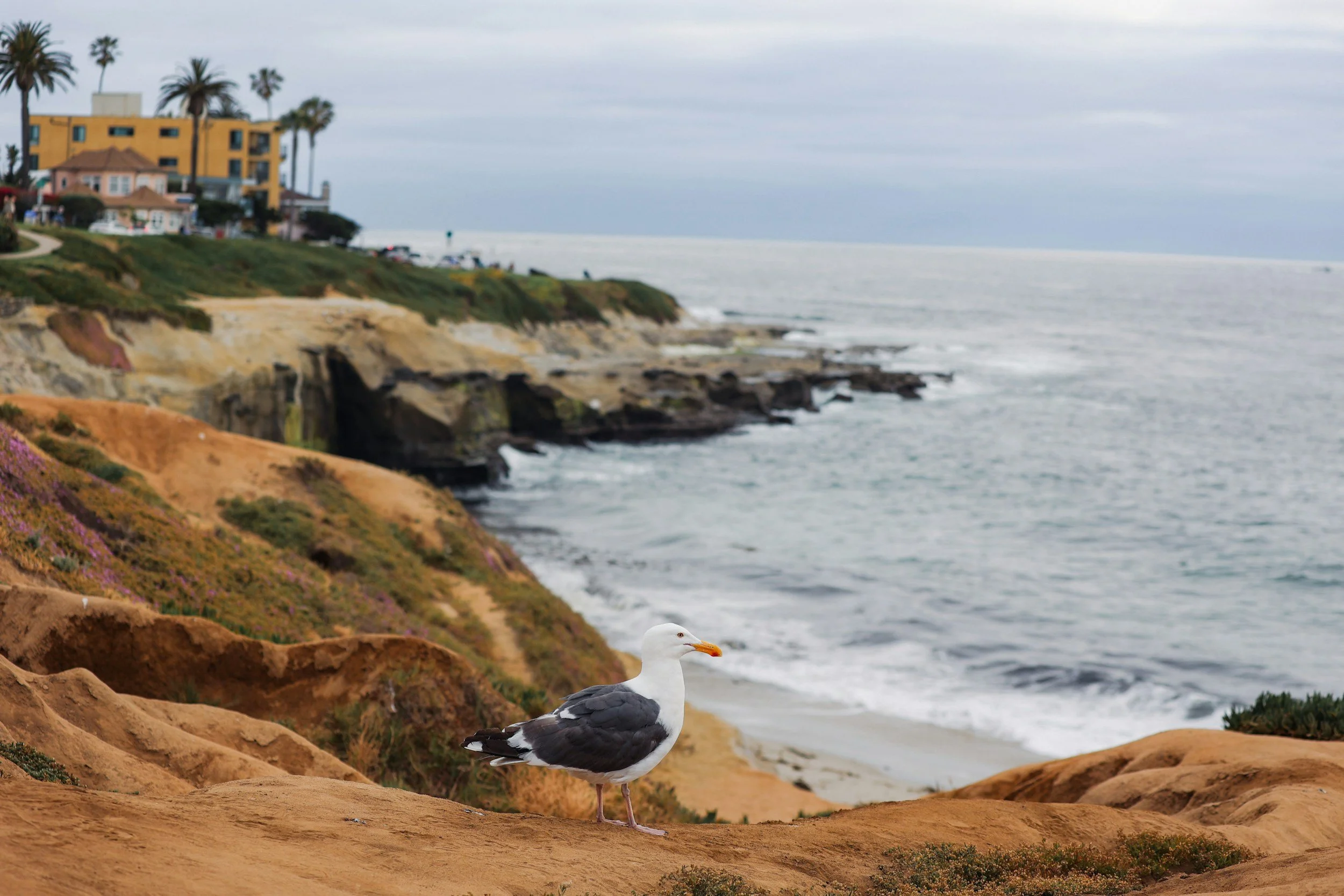 Bird Rock Carpet Cleaning: Keep Your Coastal Home Looking Its Best