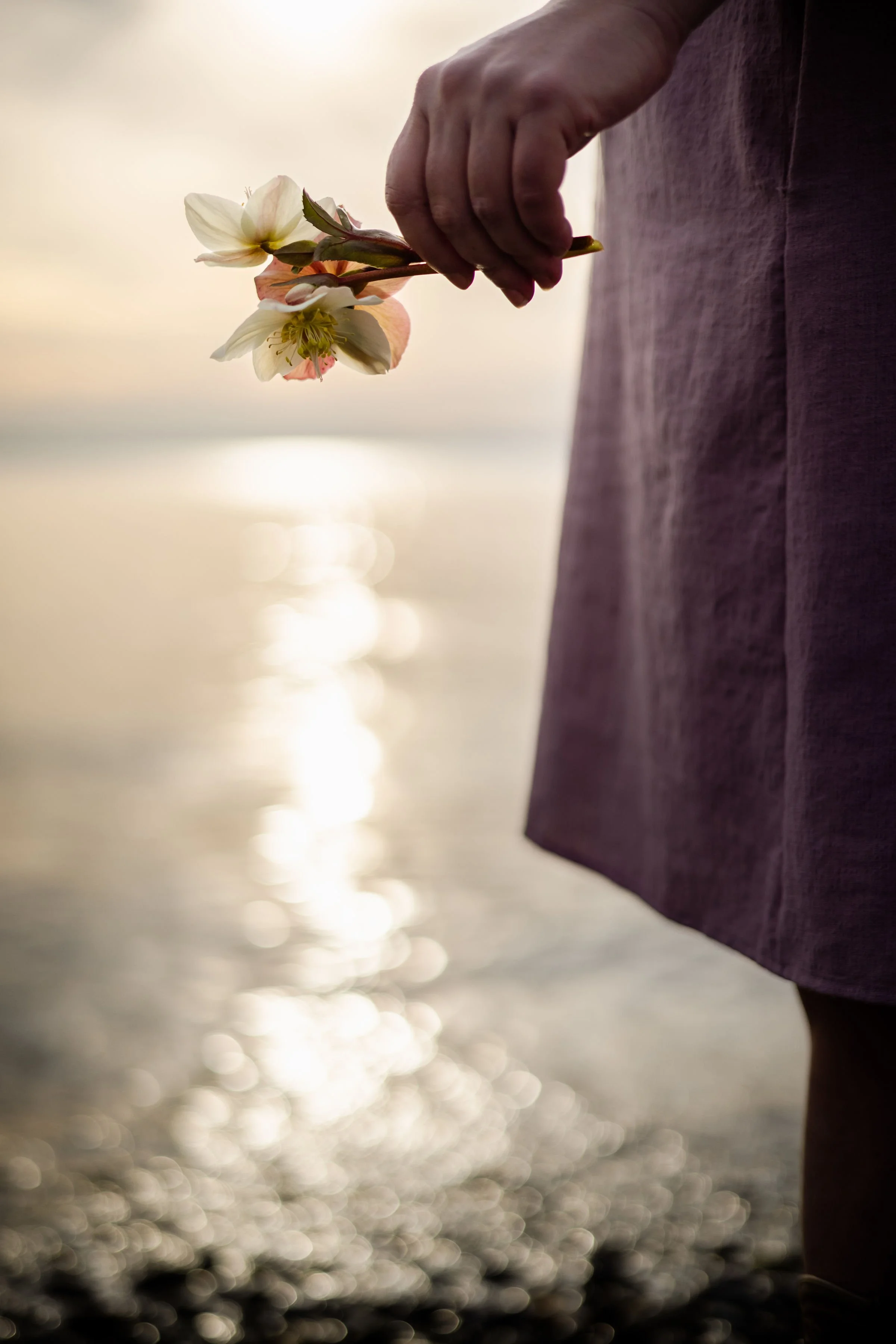 Person holding a pink and white flower near a body of water at sunset.