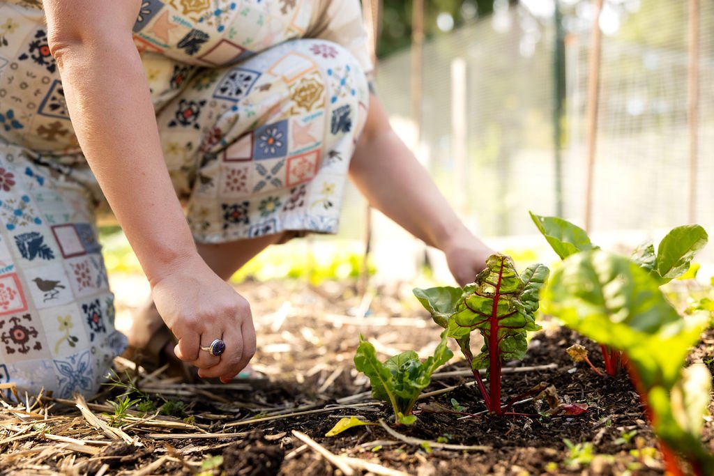 Person gardening, planting Swiss chard in a garden bed.