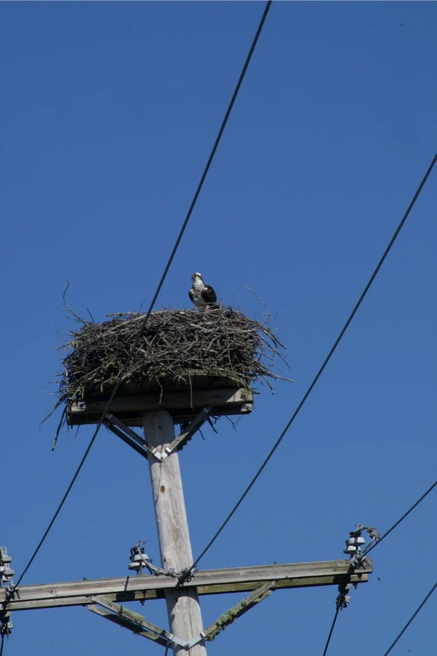 Osprey Nest