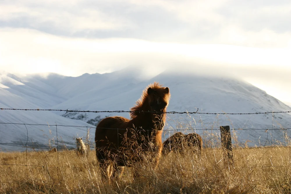 Horse Brown Field.JPG