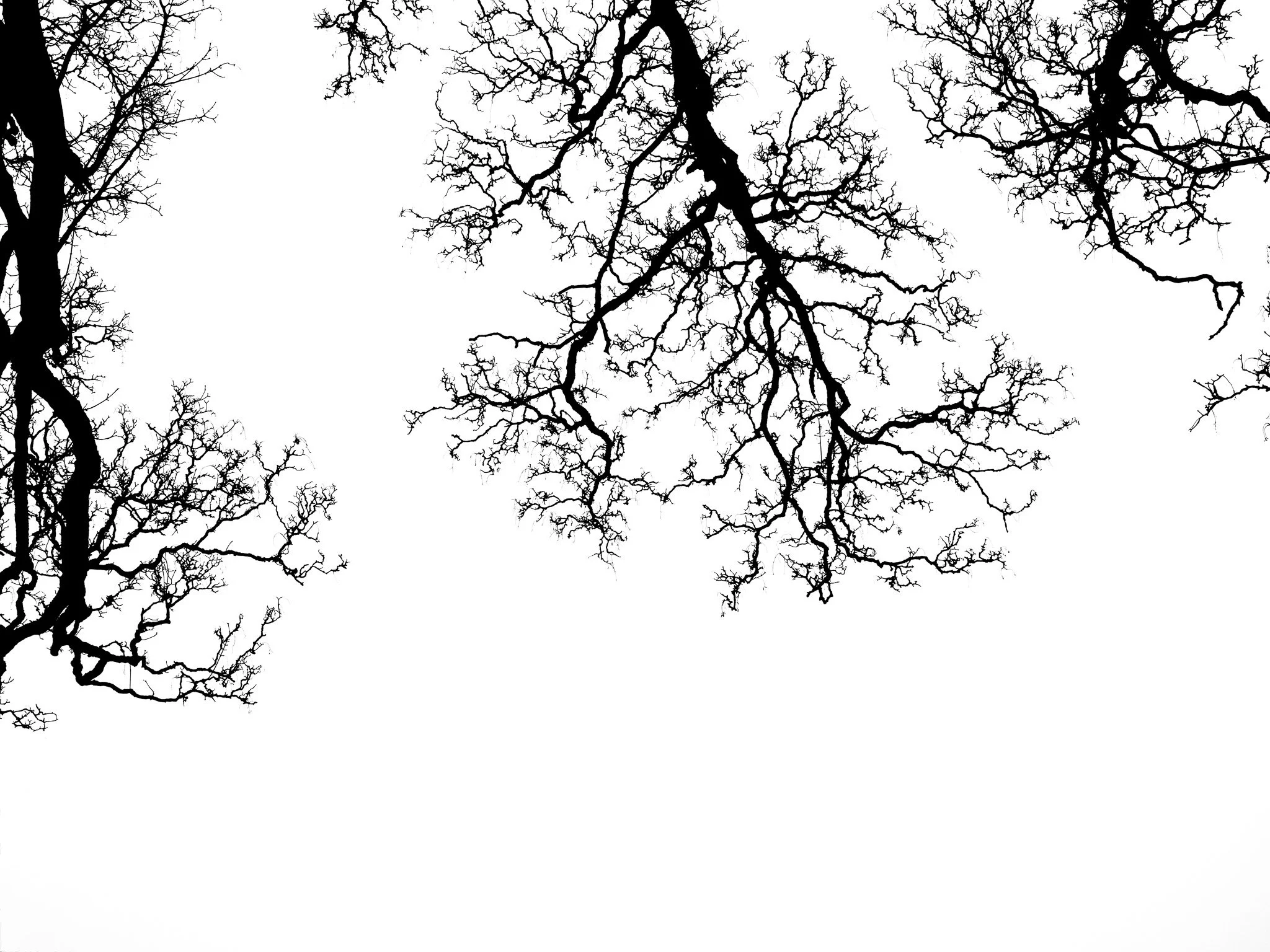 Tree Branches - black and White