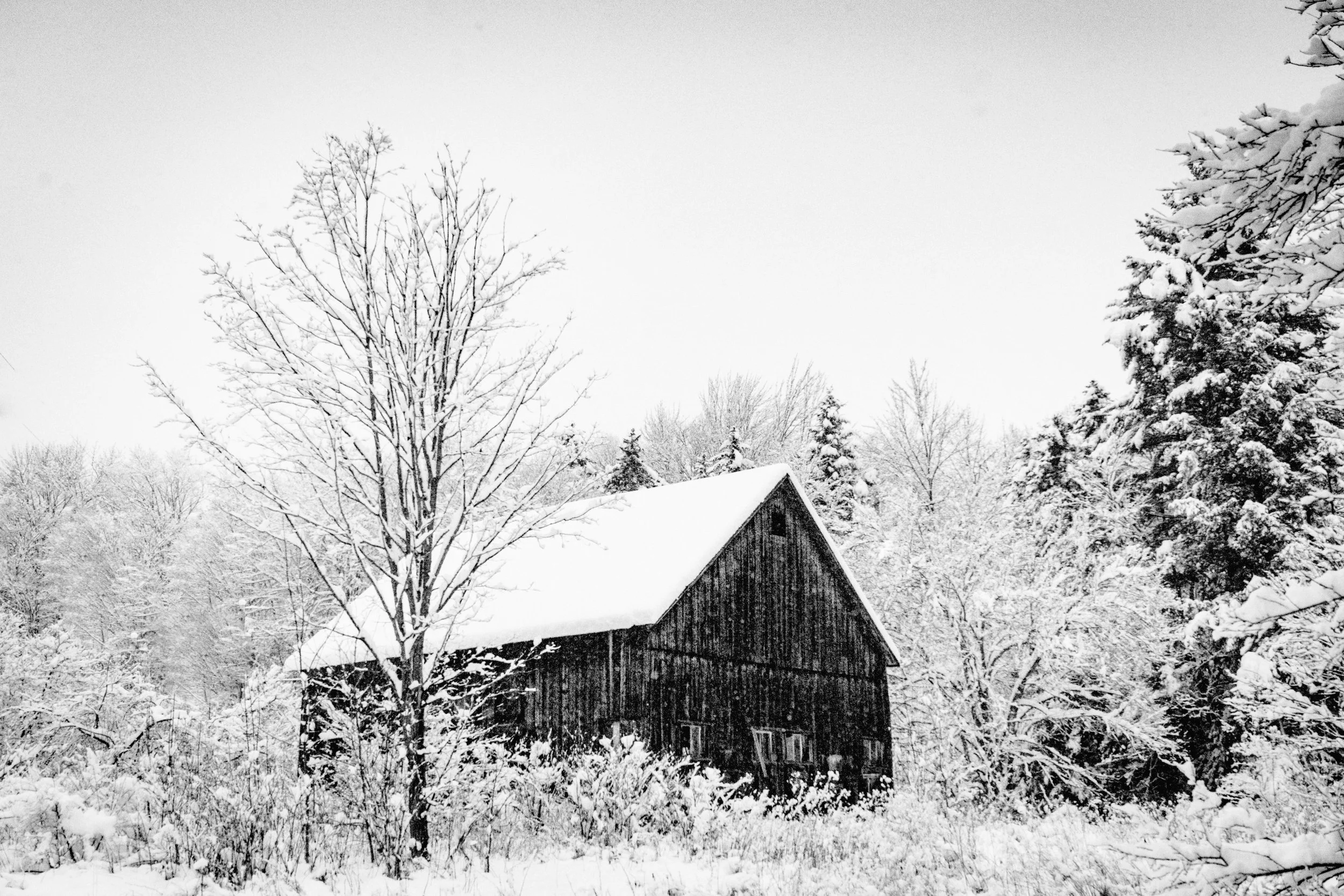 The snow surrounding a lonely barn in the woods of Vermont - Black and White
