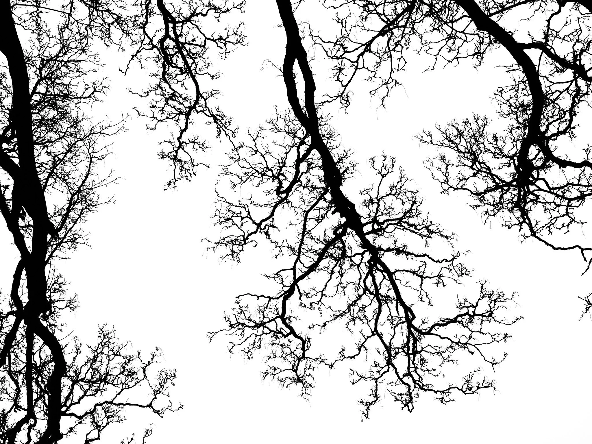 Tree Branches - black and White