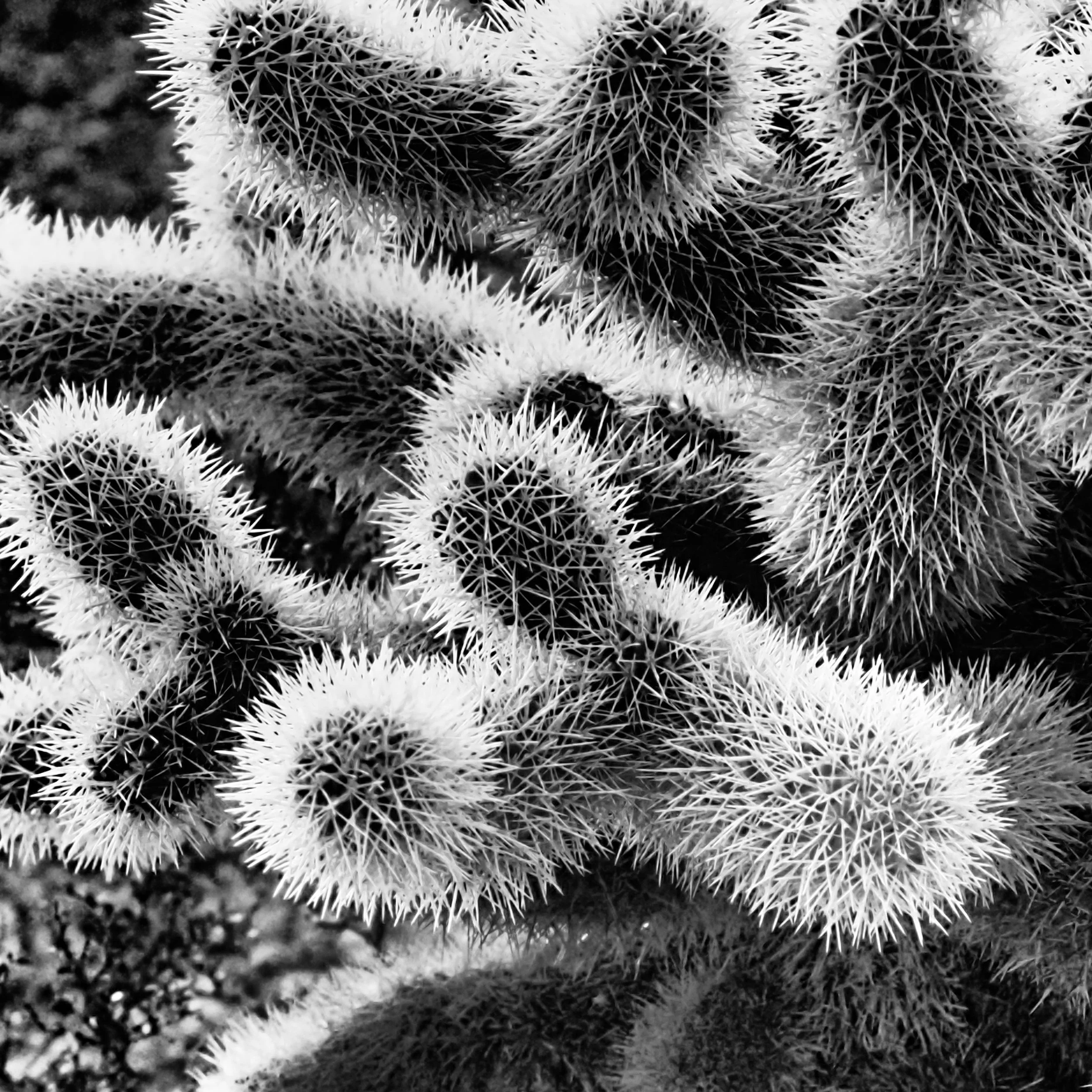CA-BW CACTUS ZOOM.jpg