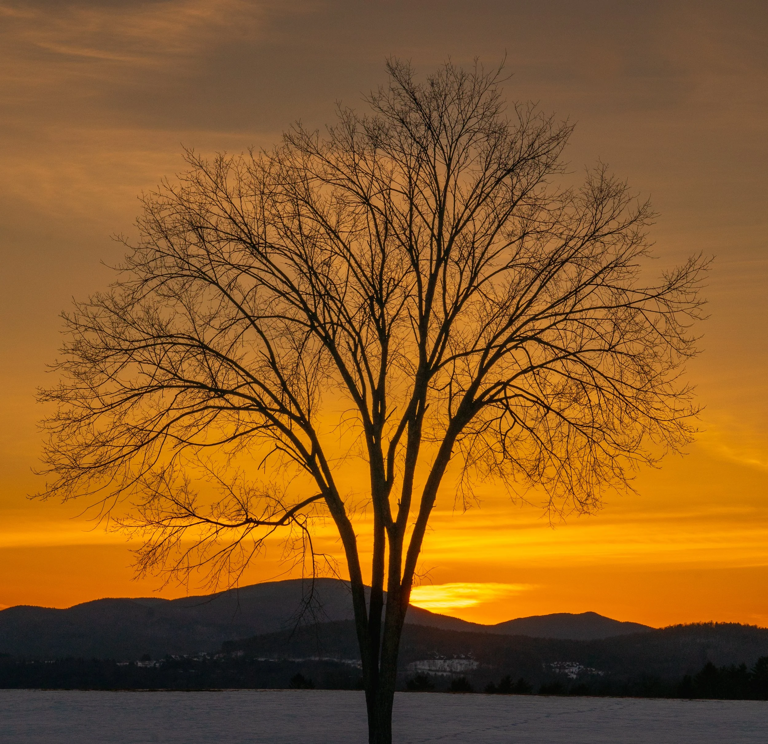 VT Stowe tree sunset .jpg