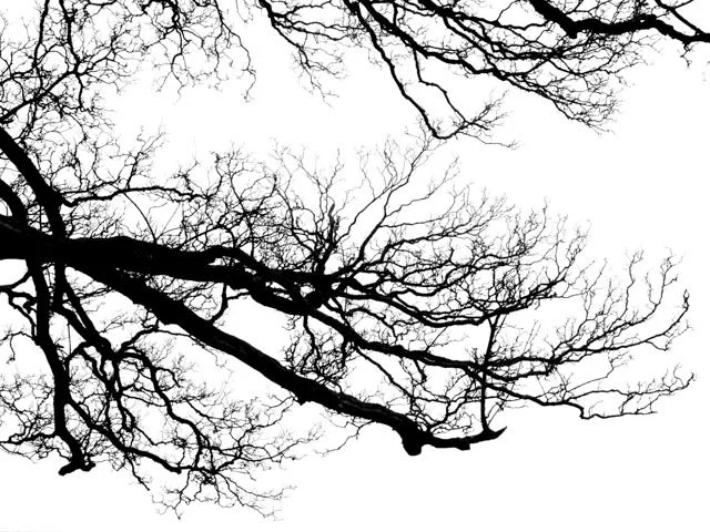 Tree Branches - black and White