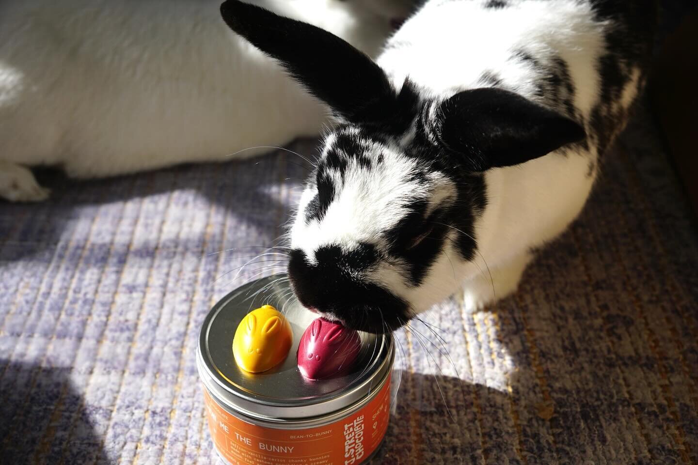 I&rsquo;m hopping on the bunny trend, but my blobby bunnies are inspired by my rabbits Summer and Smolder, both rescued from @saveabunny.

I&rsquo;m hear to tell you that rabbits are extremely cute but also come with a lot of specific care instructio