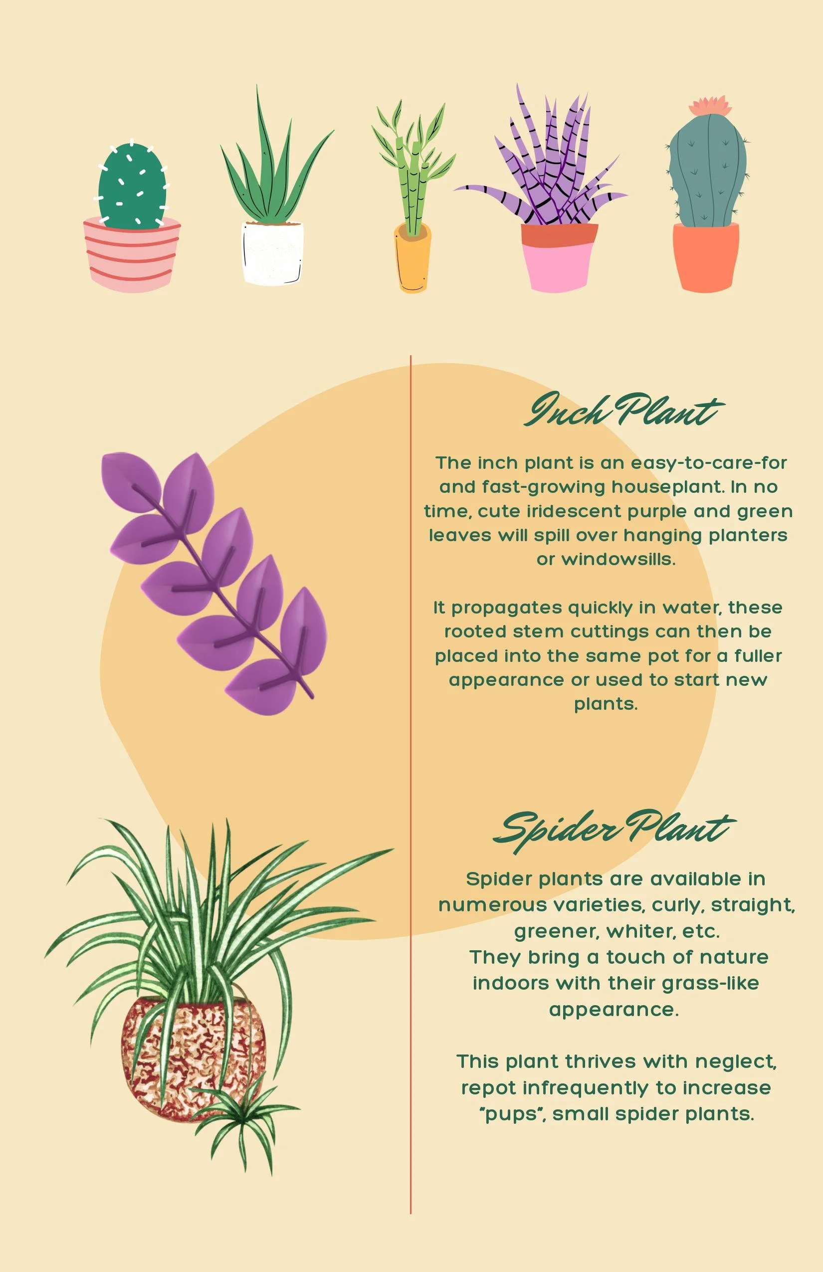Best Plants to Grow in the Dorms — VIBRANT VOICES