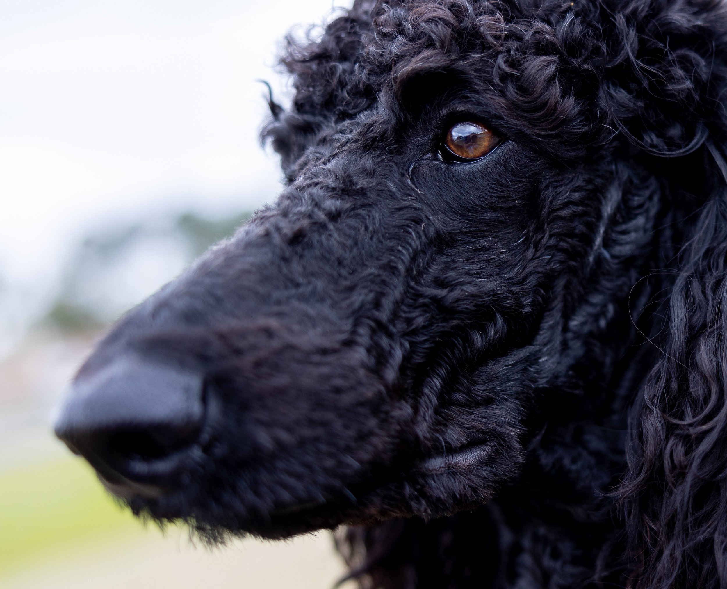 Standard Poodle-14.jpeg