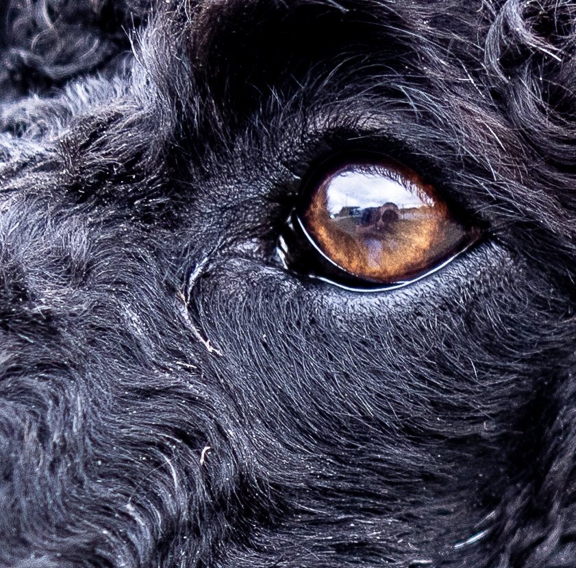 Standard Poodle-12.jpeg