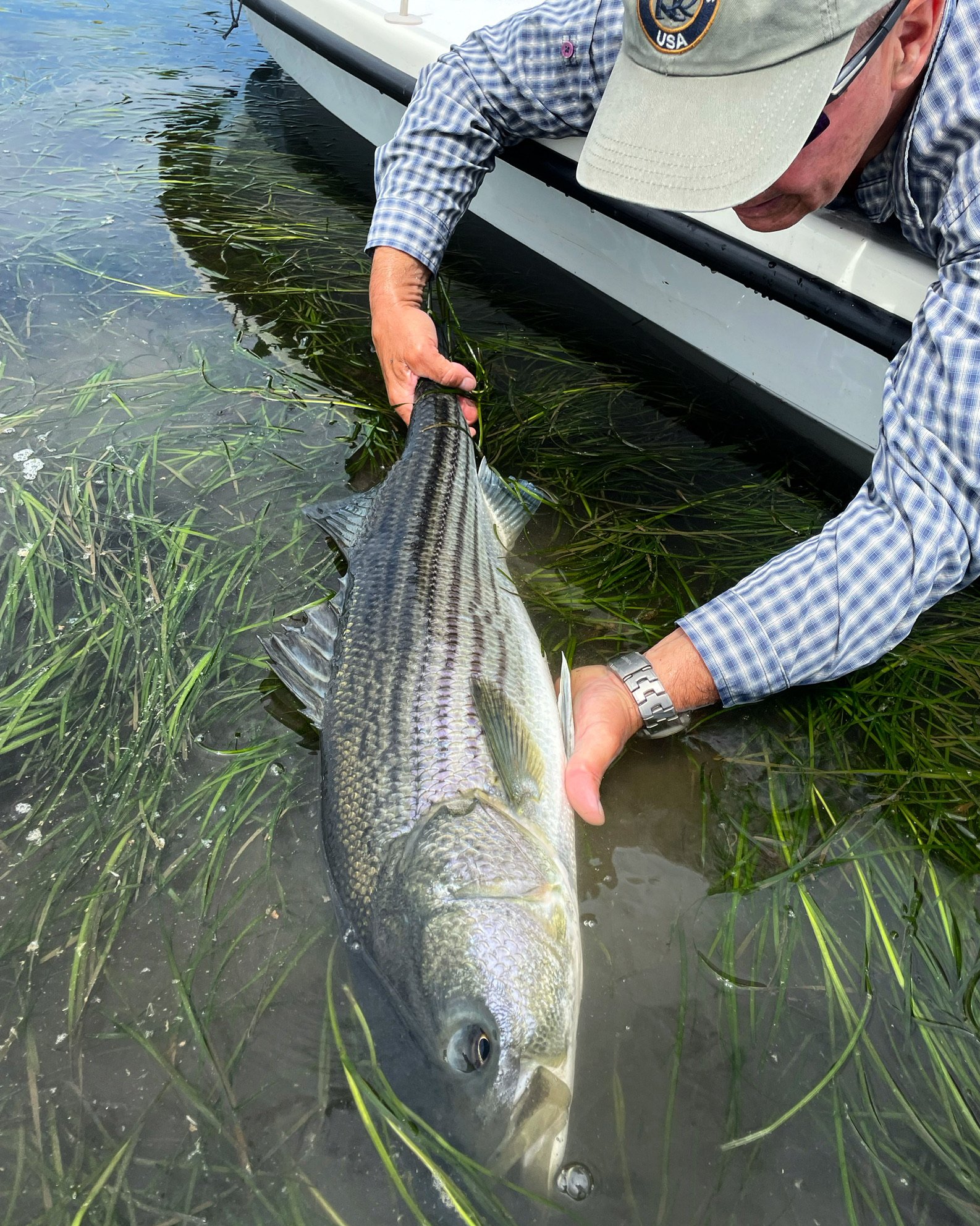 Striped bass flats fishing guide Gaspesie info guide pêche bar rayé