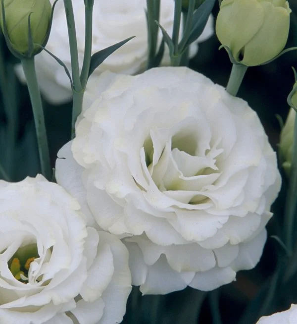 Lisianthus Croma 3 White Bloom.jpg