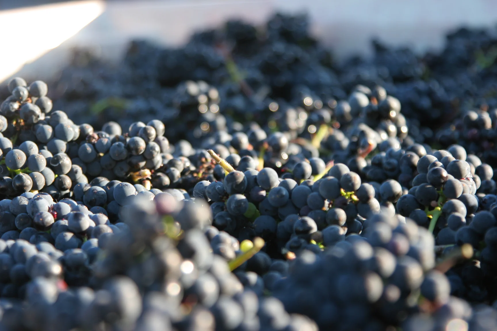 Manzanita NW Slabtown