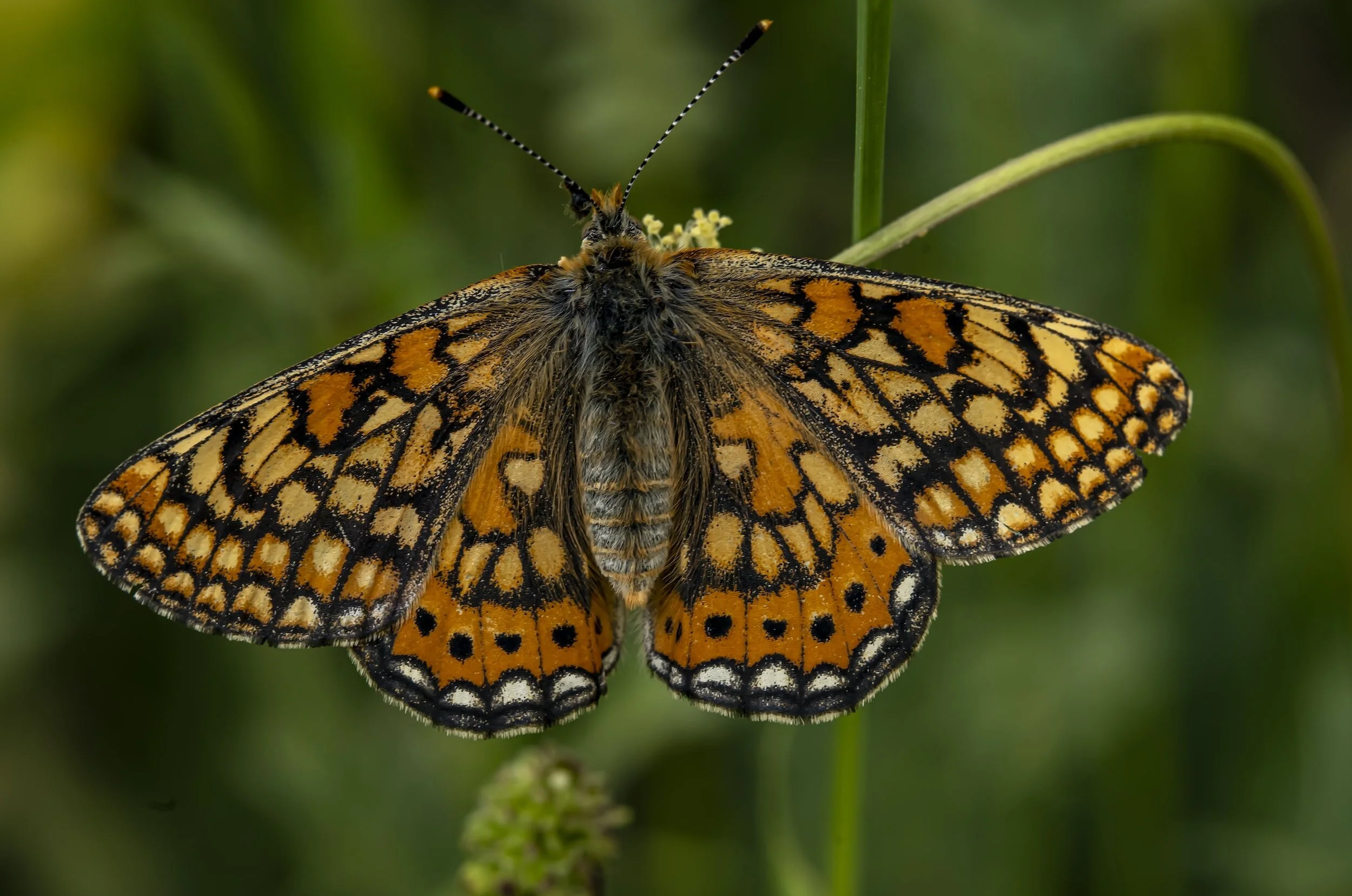Join Cardiff Civic Society for a fabulous nature walk on Llantrisant Common