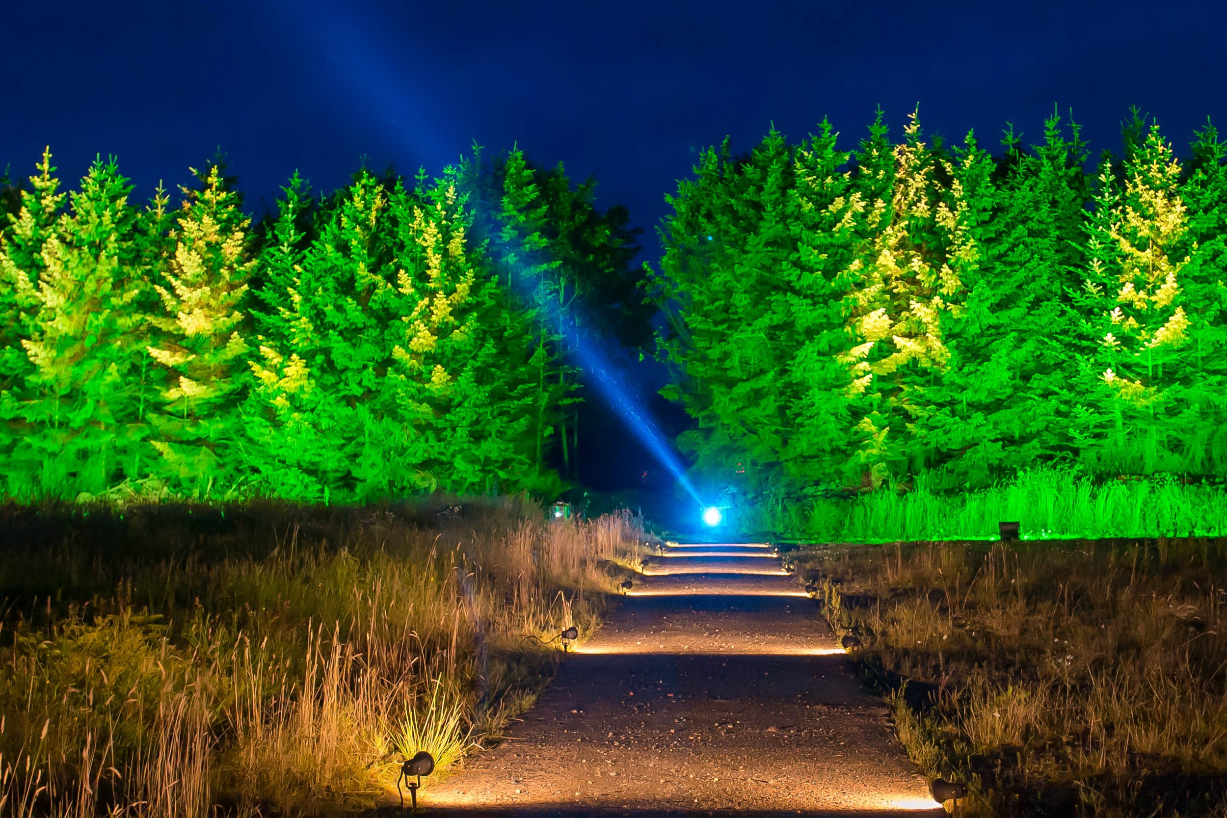 Woodland Light Experience