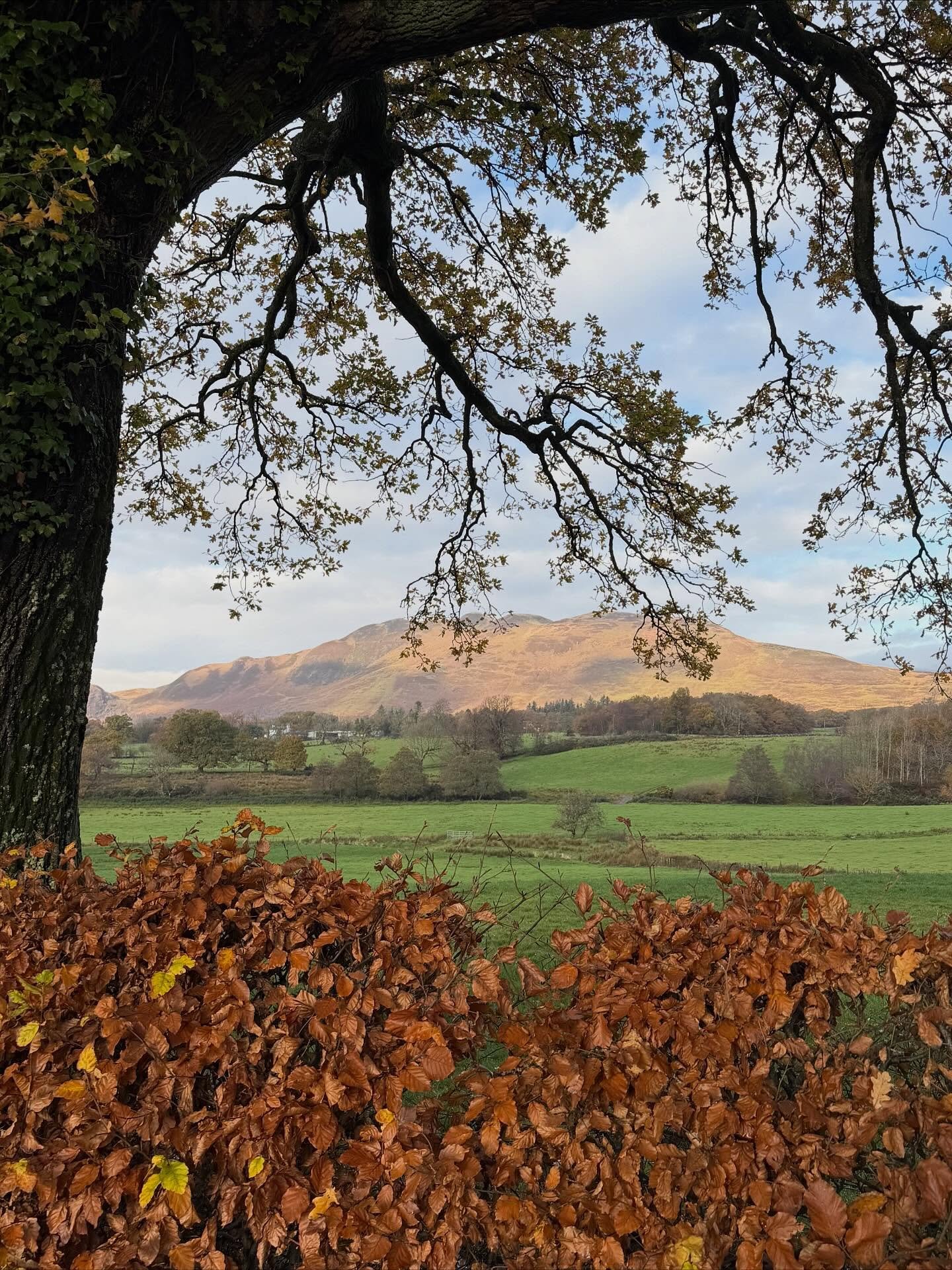 After a very busy week a walk this morning, taking advantage of better weather. Still some amazing colours