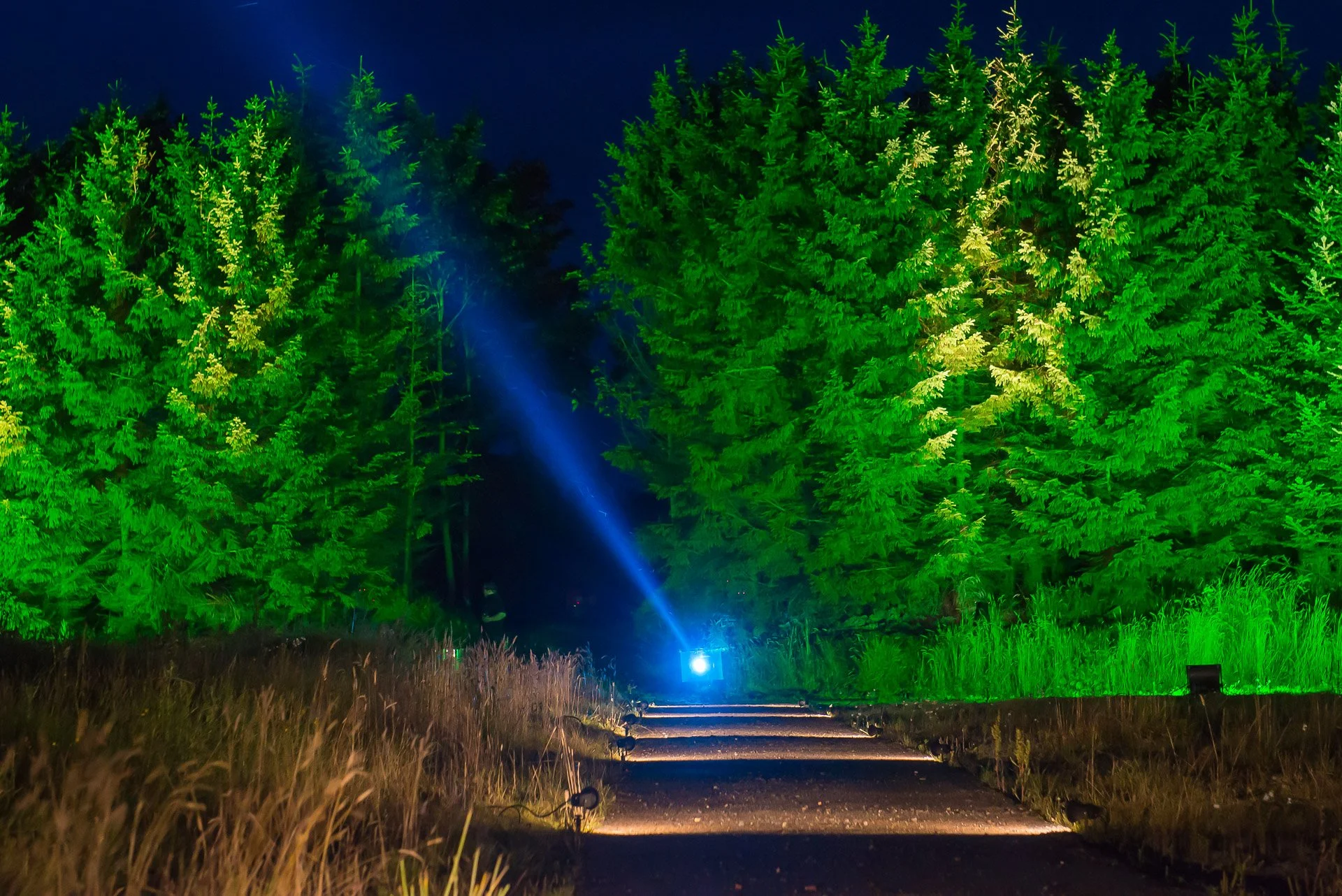 Spotlight through trees at Balfron Station, for Woodland Experiences