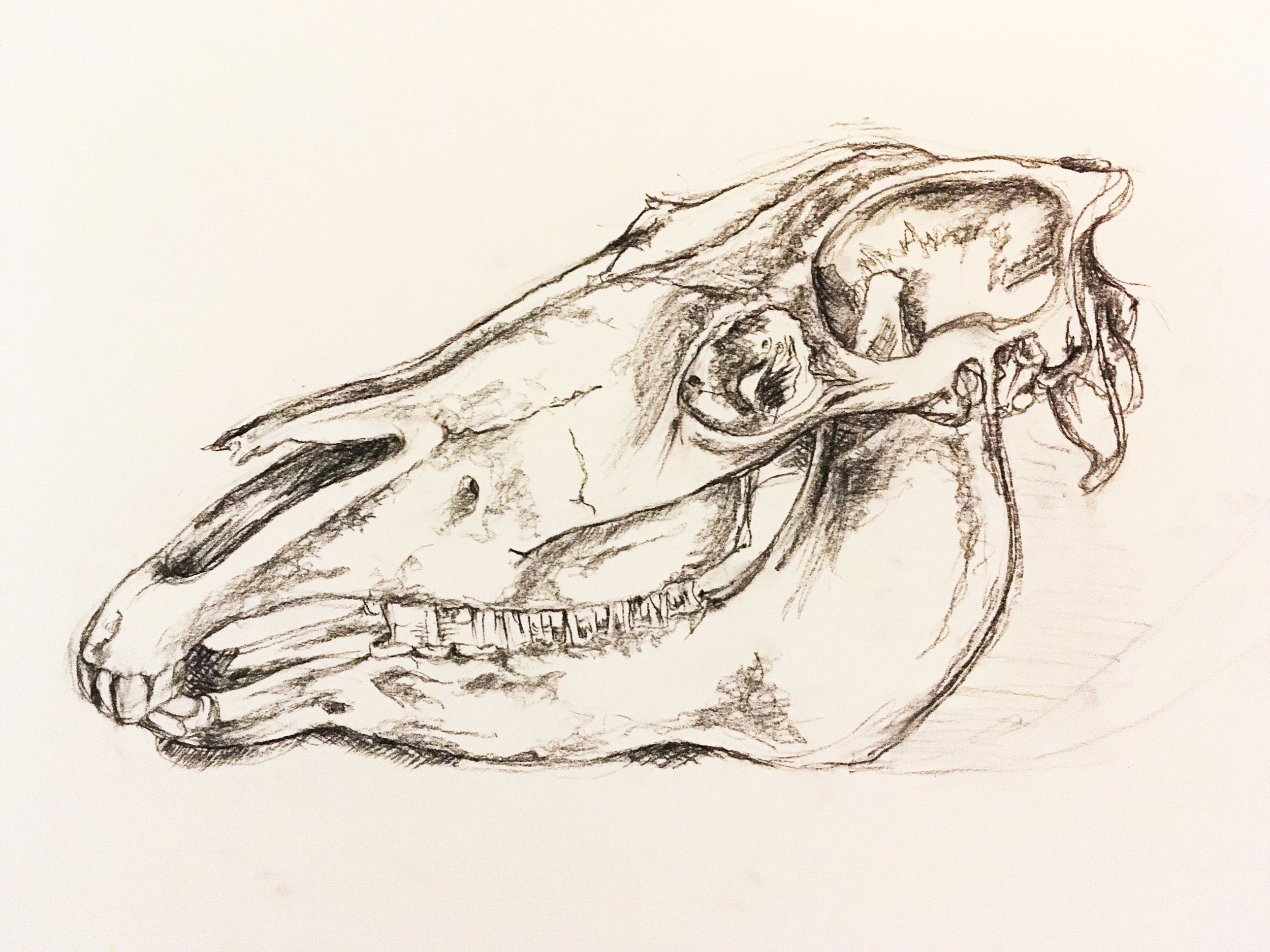 Equis - charcoal study
