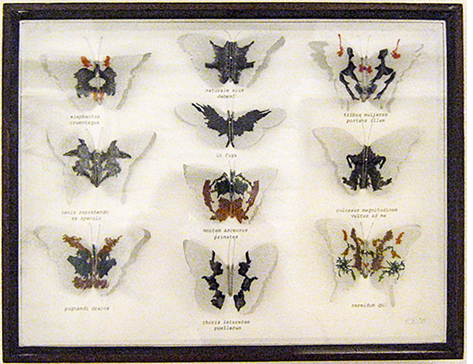 Dr Rorschach's Entomology collection