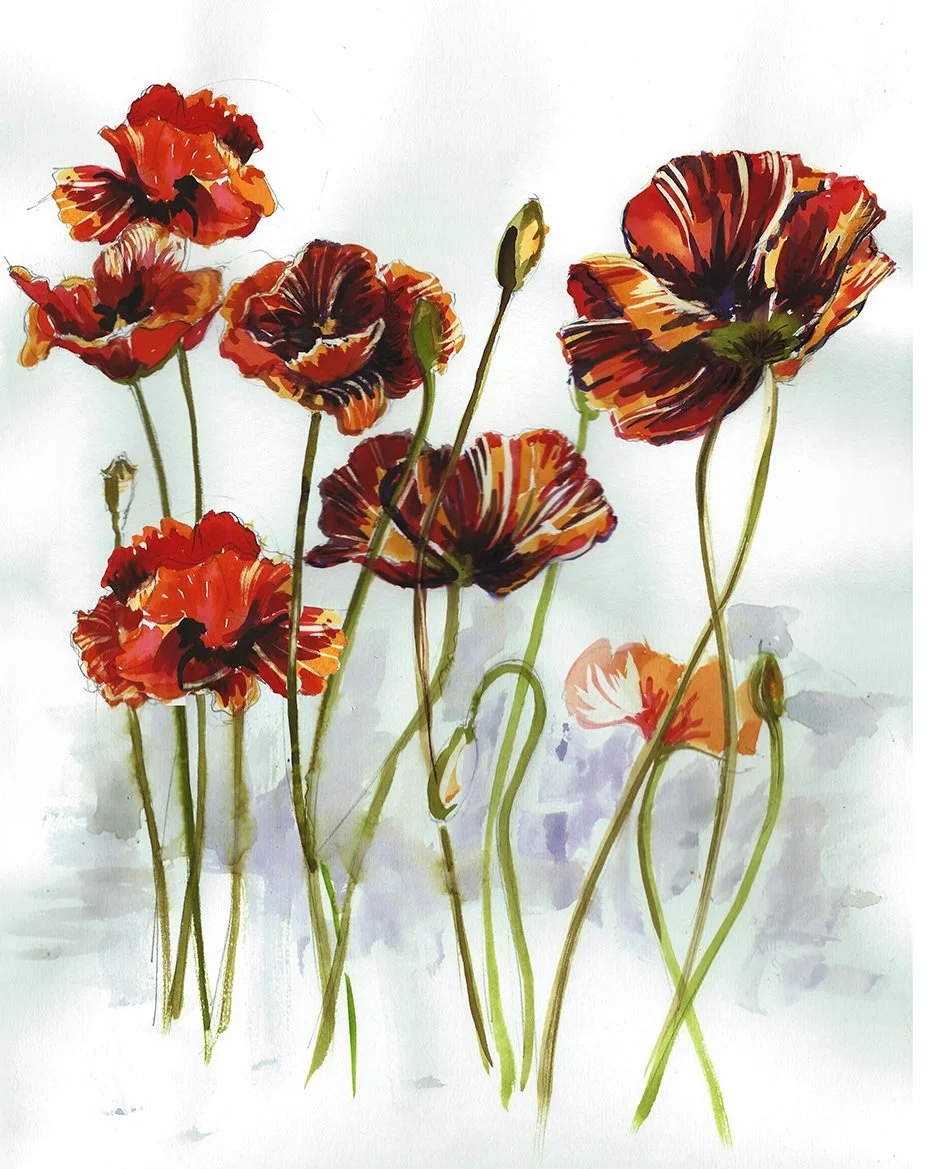 Poppies study - Kol I nor and bleach