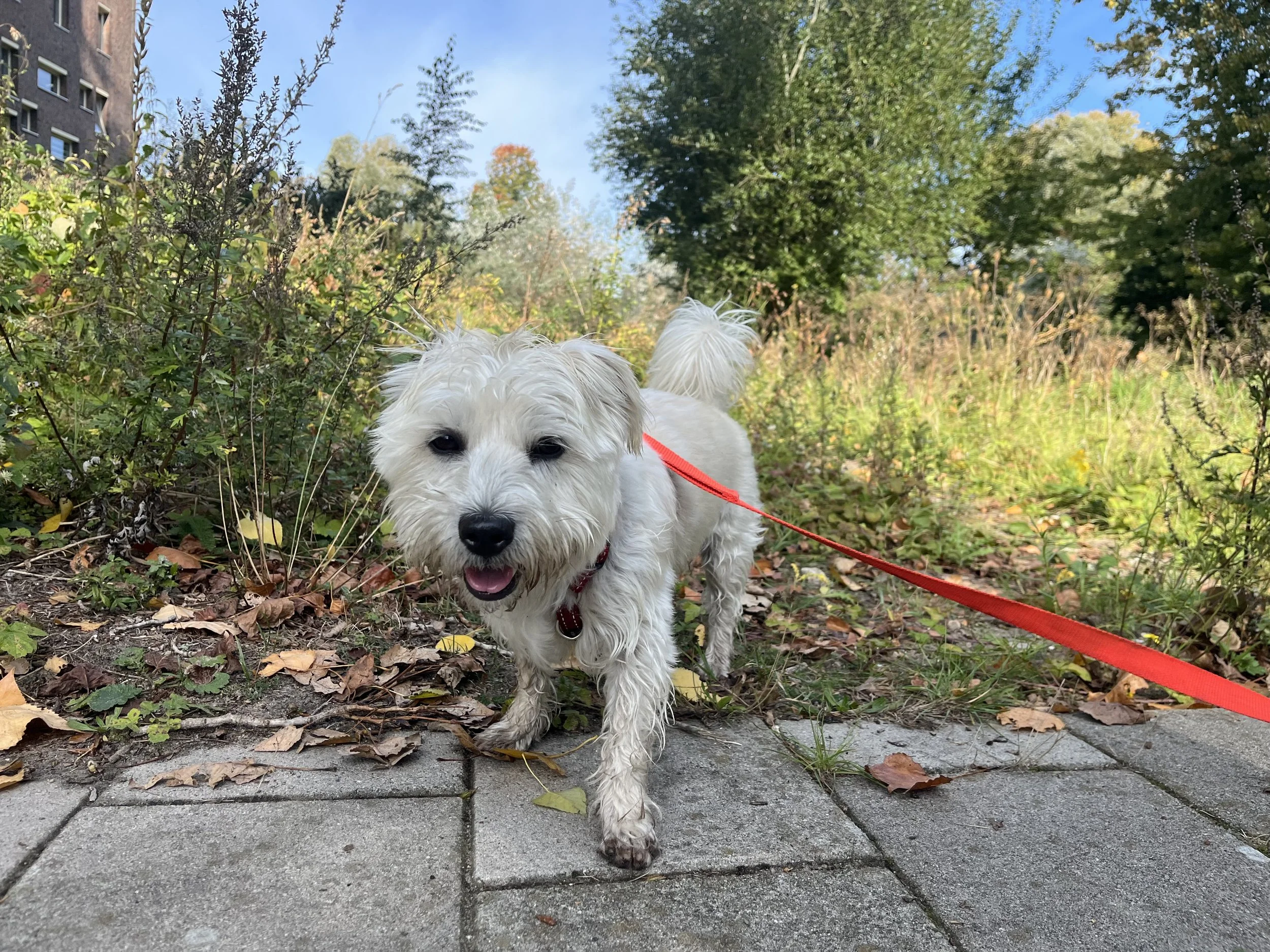 A white fluffy dog on a red leash walking on a paved path through a park with green trees and fallen leaves.