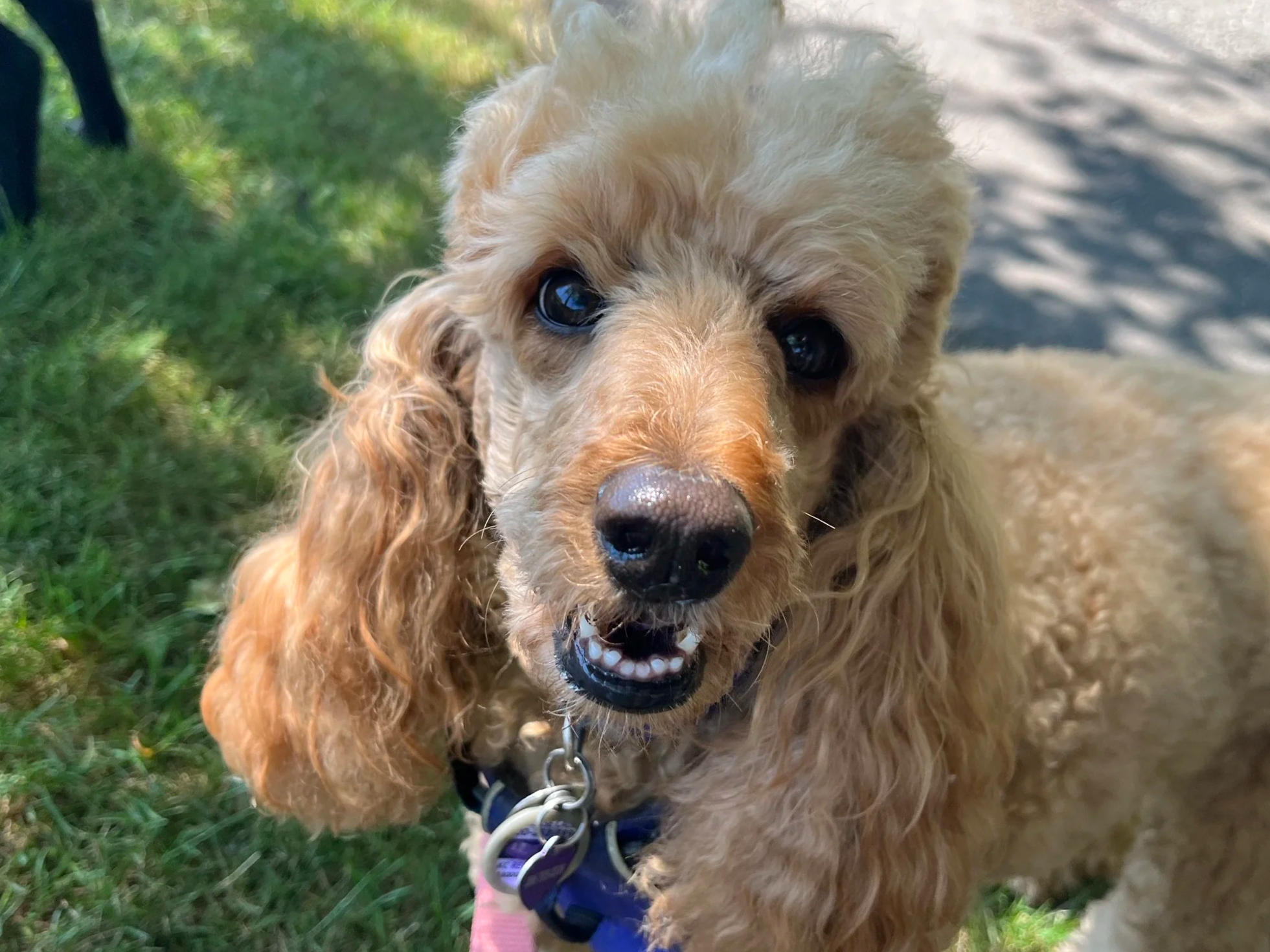 Poodle Dog Walk