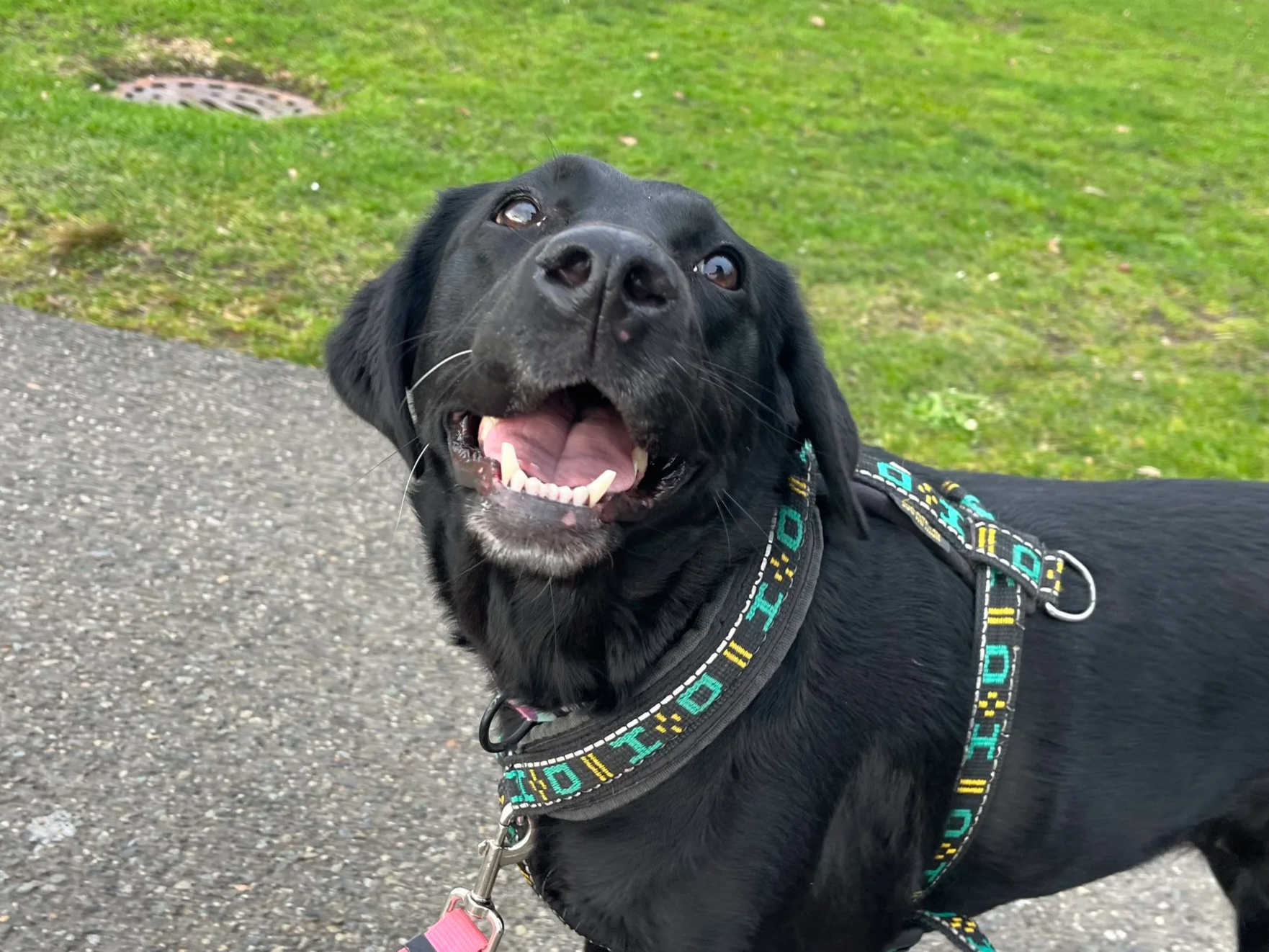 Black Labrador Dog Walk