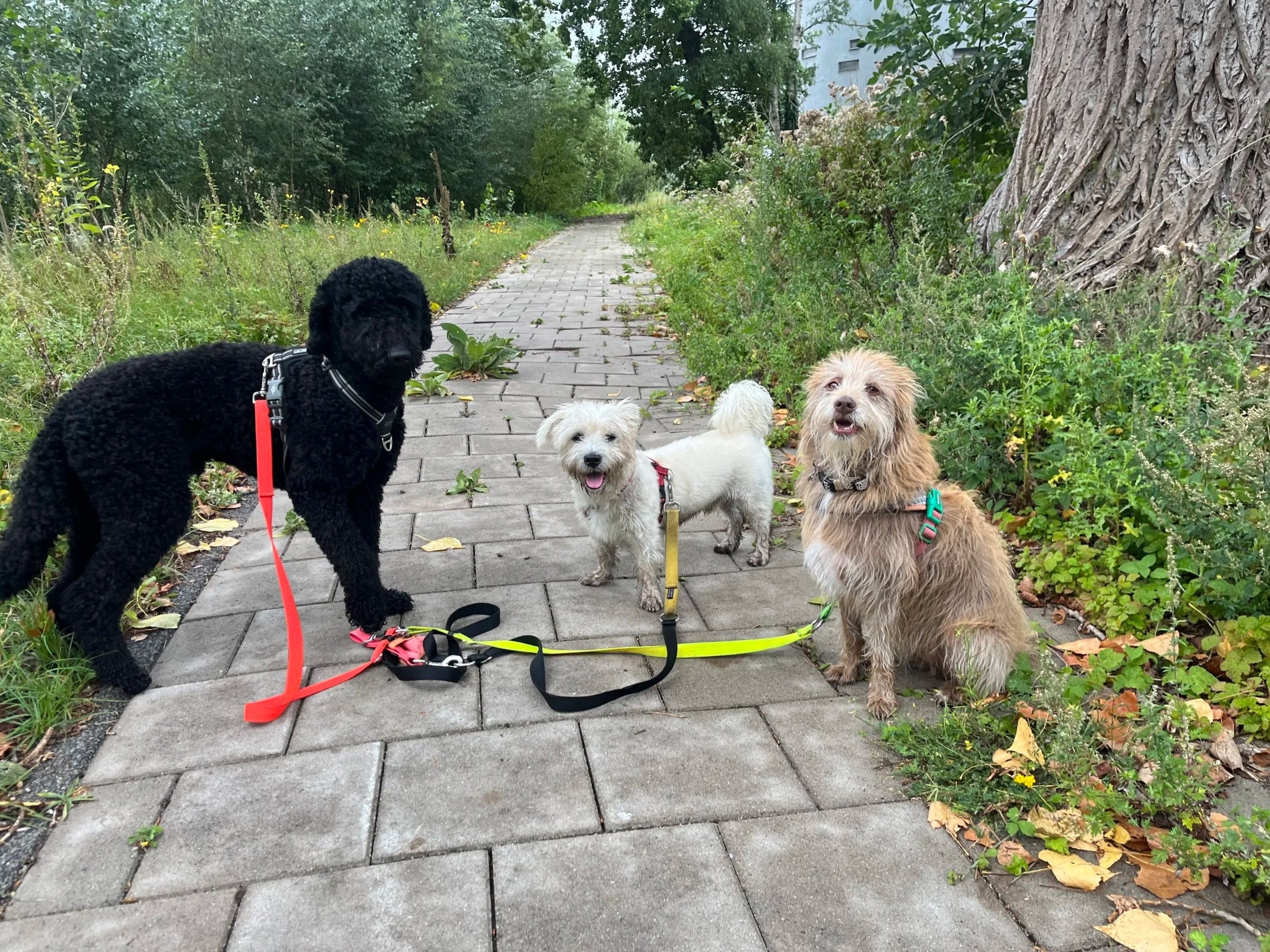 Three dogs on a paved path surrounded by greenery and trees.