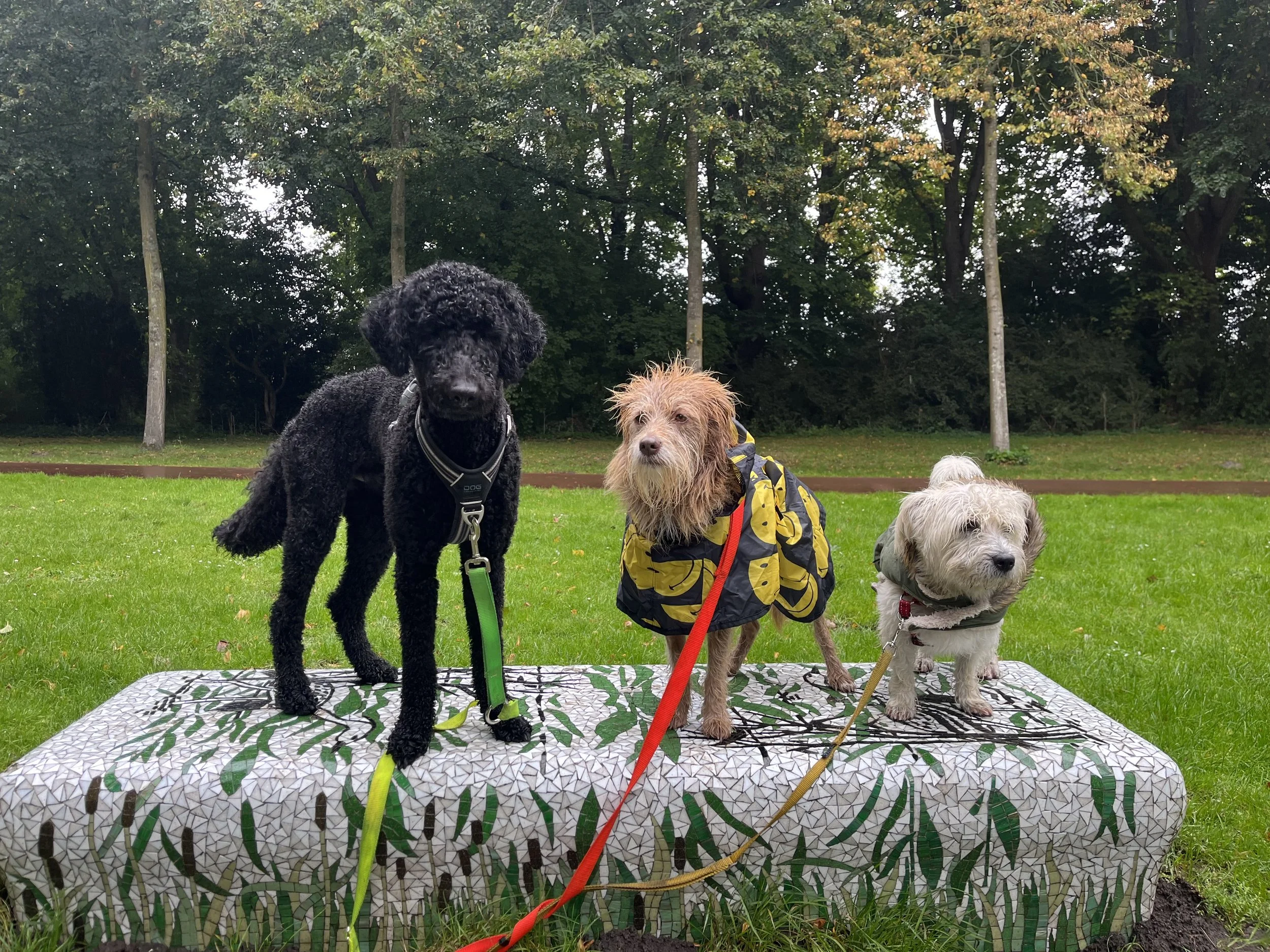Three dogs on a mosaic bench outdoors with trees in the background; one black curly-haired dog, one scruffy tan dog, and one small gray dog.