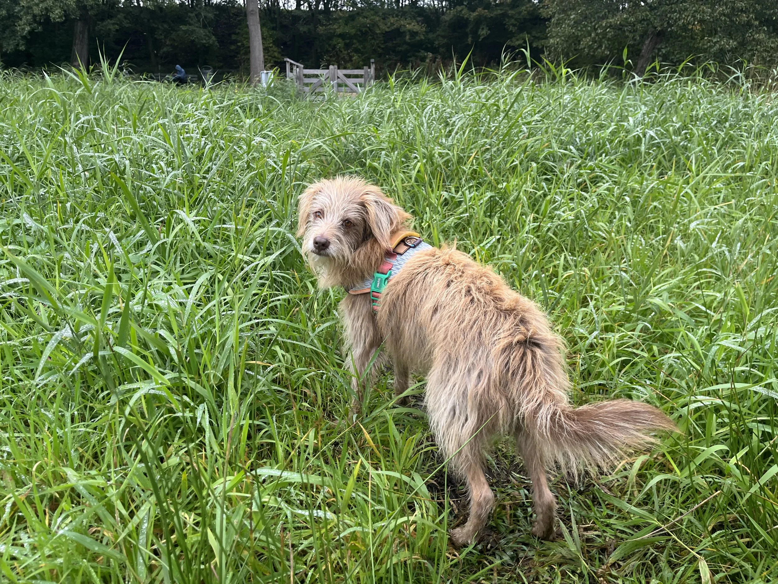 A tan, scruffy dog with a harness in a grassy field, looking towards the camera with trees and a wooden fence in the background.