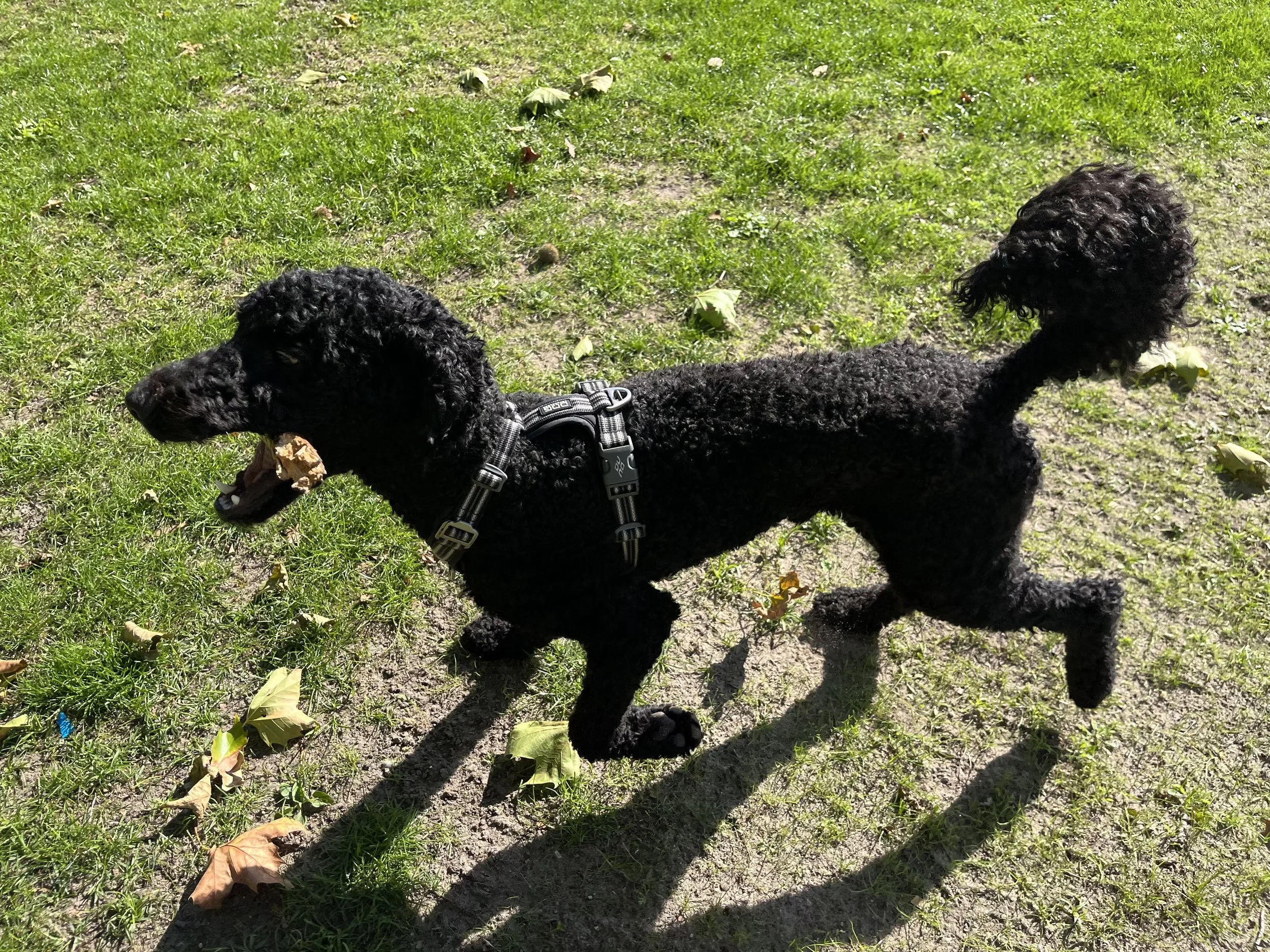 Black poodle running outdoors on a grassy area with fallen leaves, holding a small stick in its mouth.