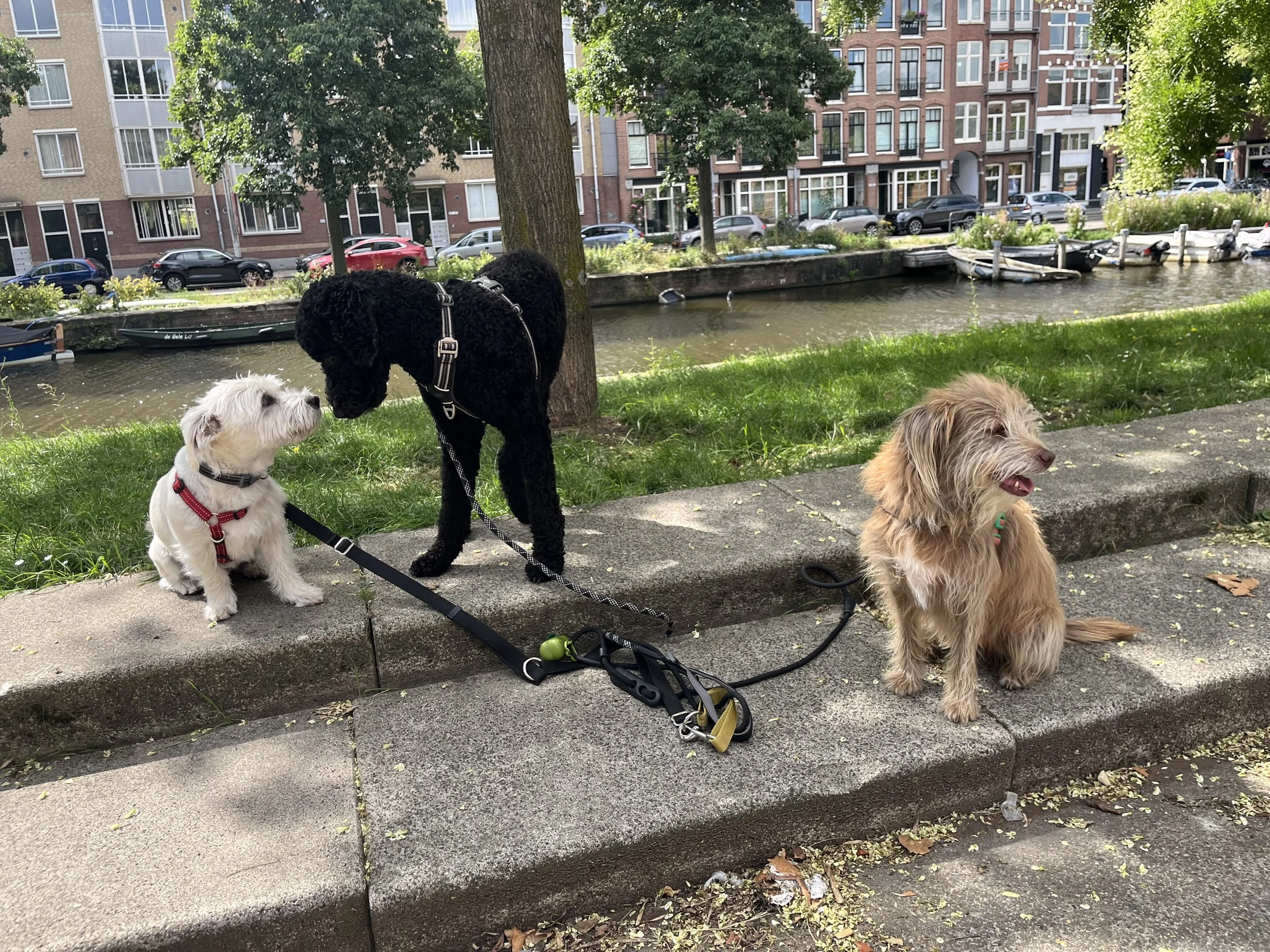 Three dogs sitting on a sidewalk next to a grassy area with a canal and boats in the background, surrounded by apartment buildings and trees.