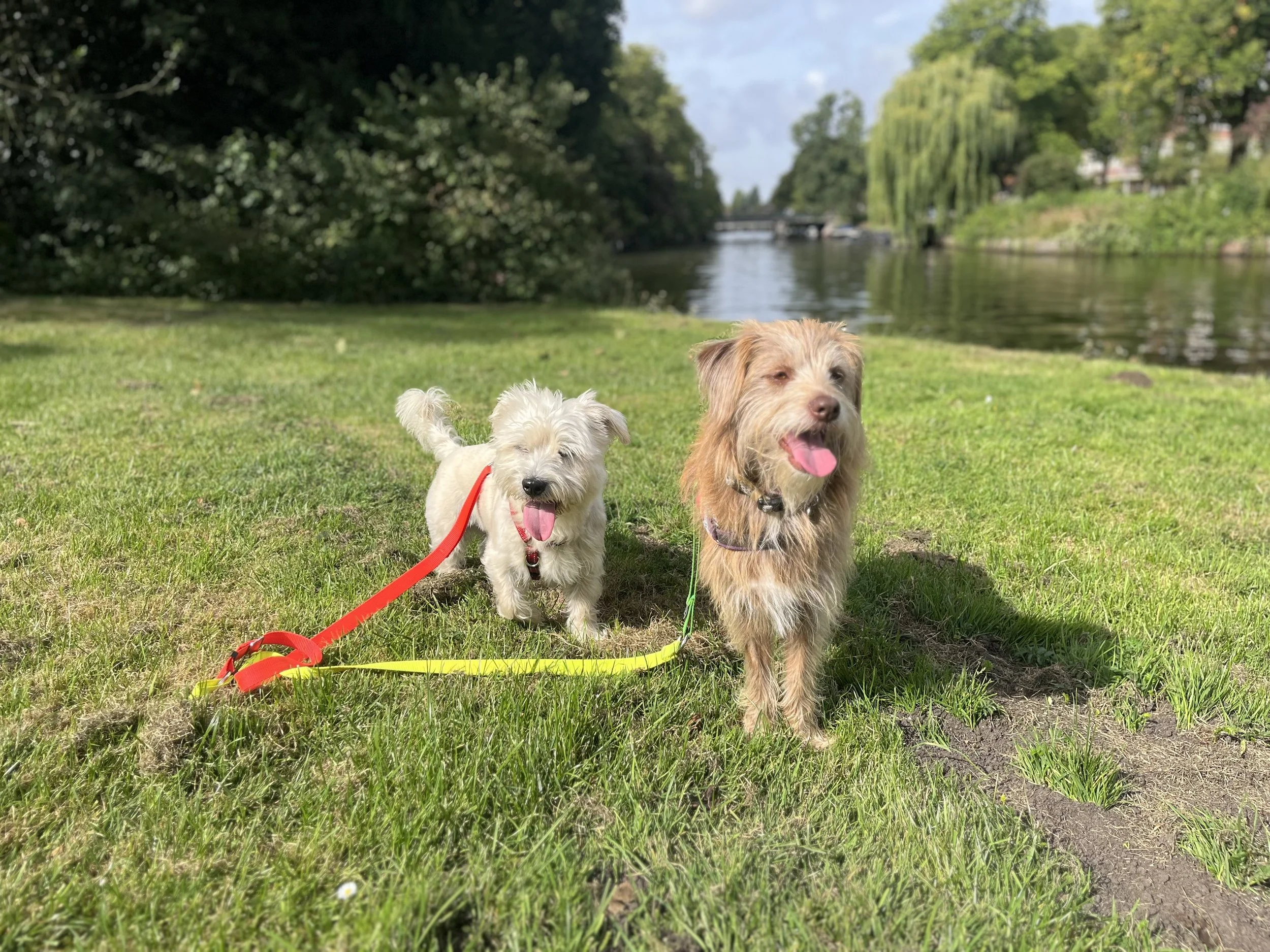 Two dogs sitting on lush green grass near a river, with trees and a bridge in the background on a sunny day.