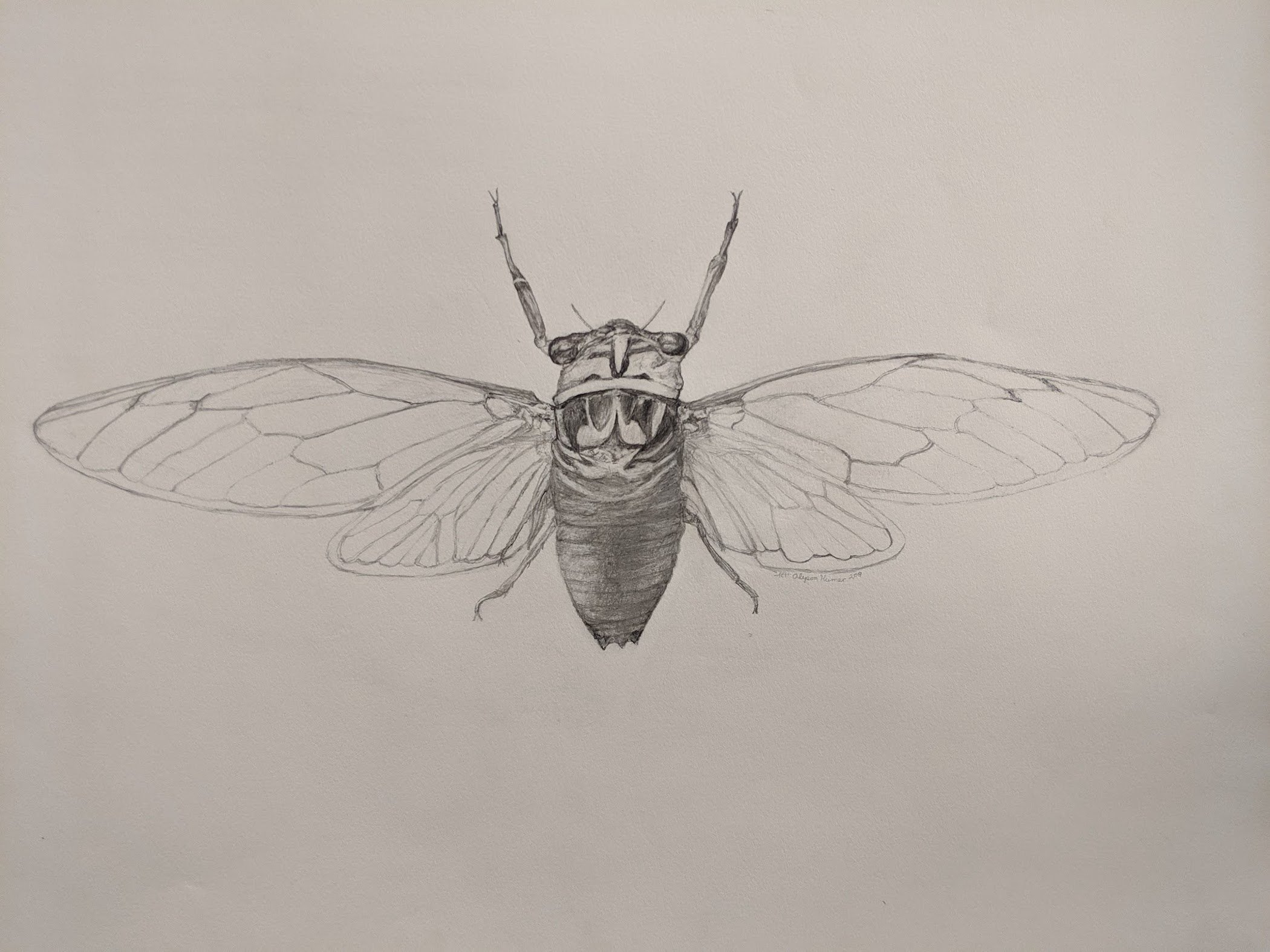 Cicada.jpeg