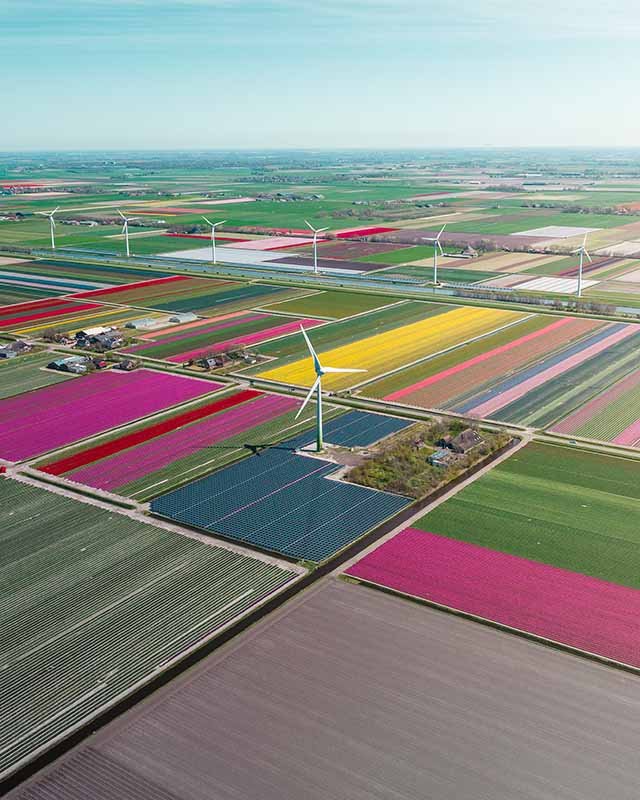 Tulpen Noord-Holland 2 - Mite Visuals.jpg