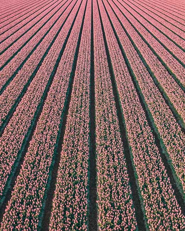 Tulpen Noord-Holland 3 - Mite Visuals.jpg
